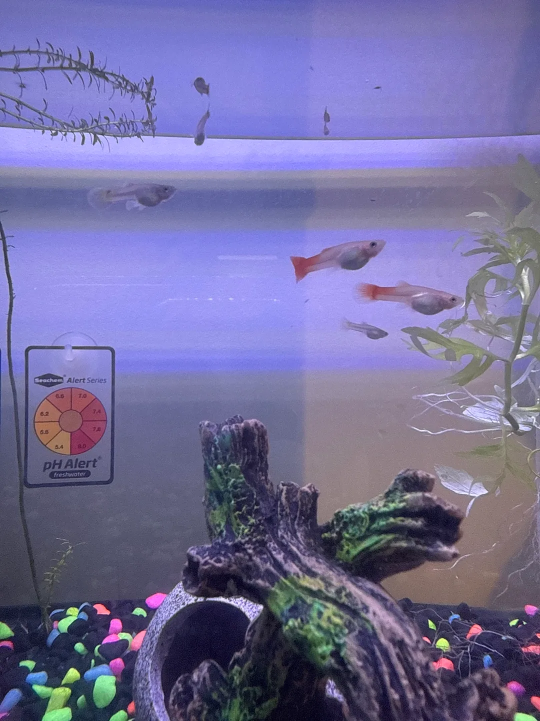 Selling fast‼️Fish tank accessories image indicator(2)