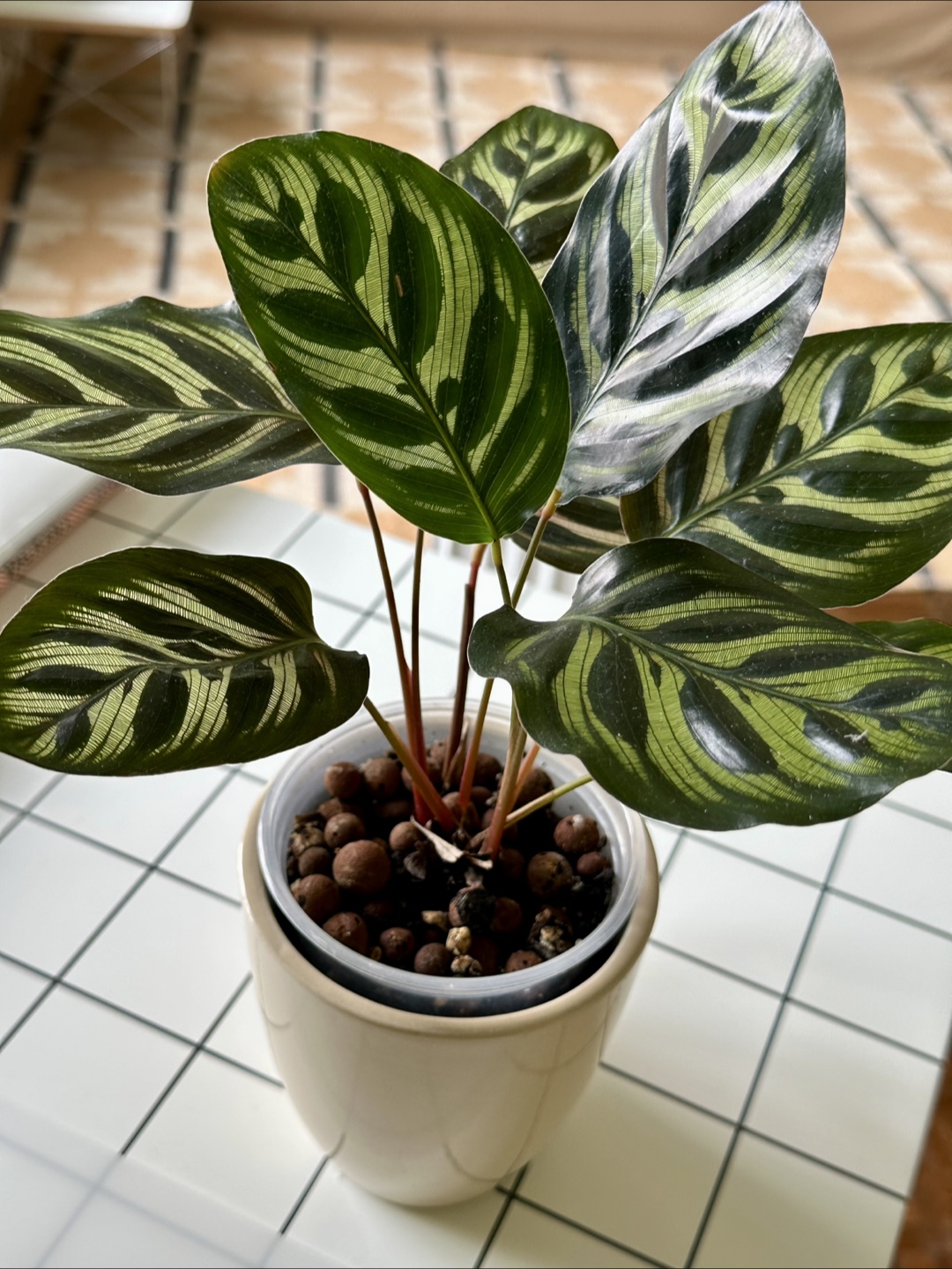 Calathea Peacock Plant