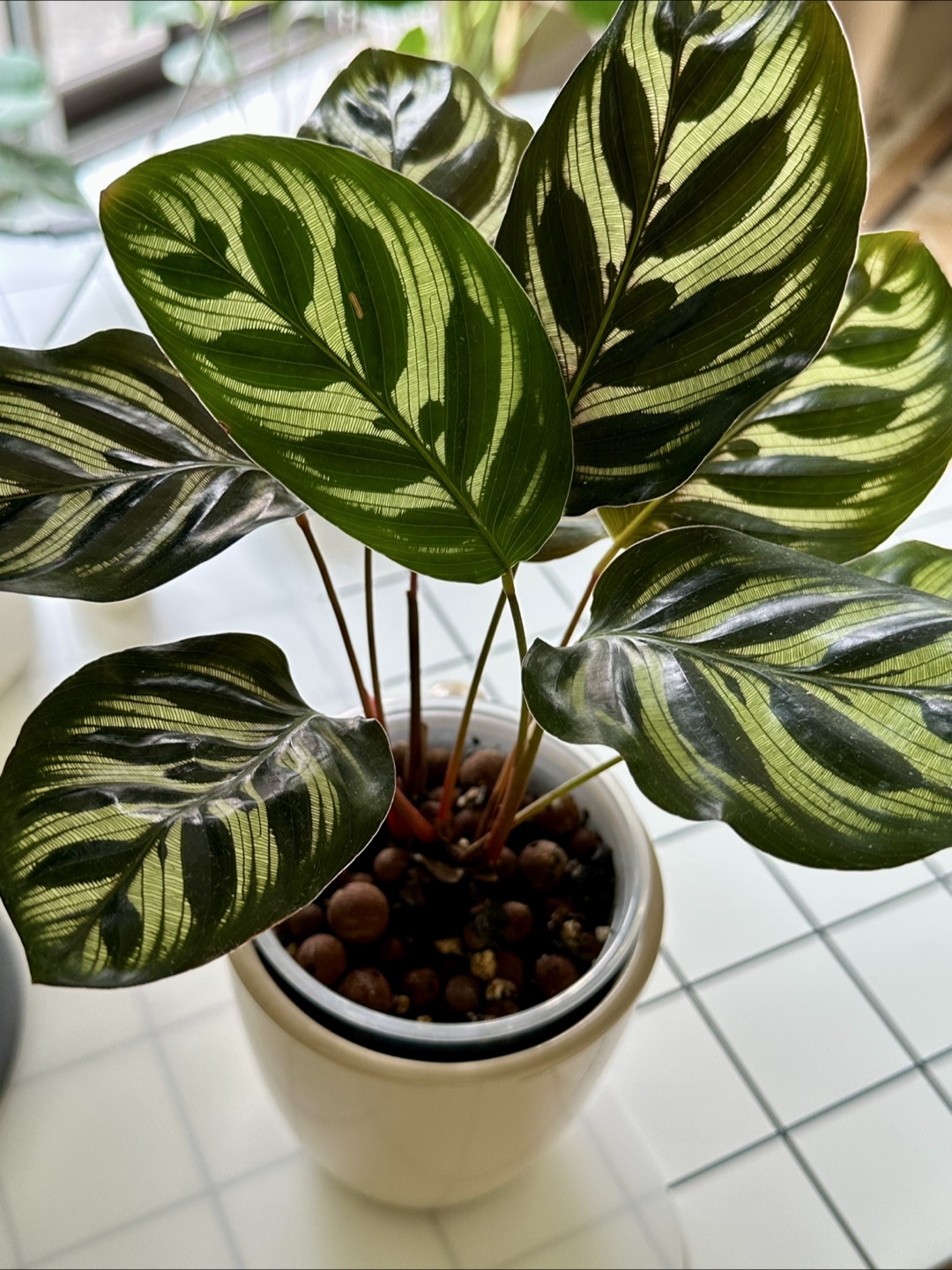 Calathea Peacock Plant - photo 4
