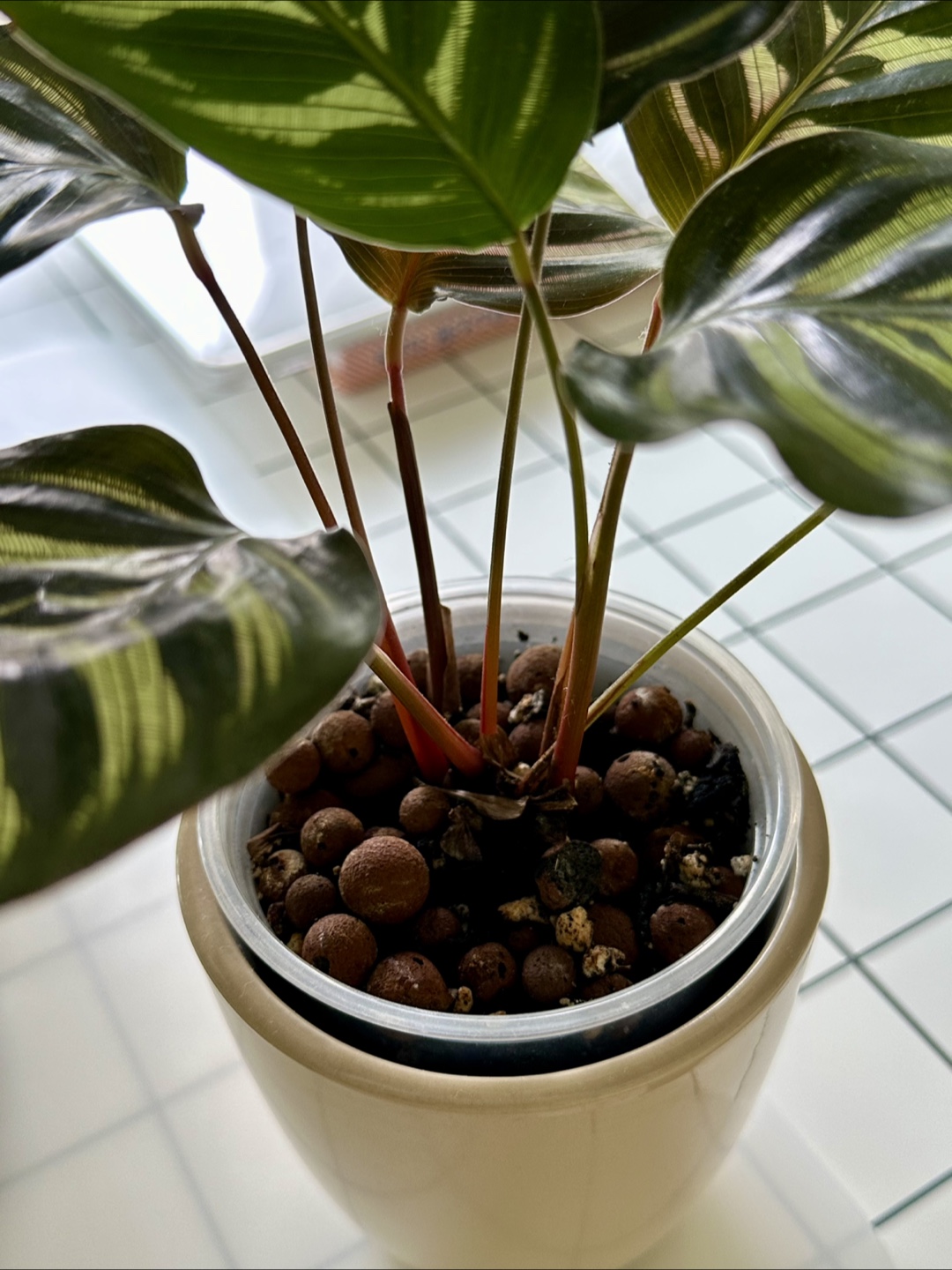 Calathea Peacock Plant - photo 3