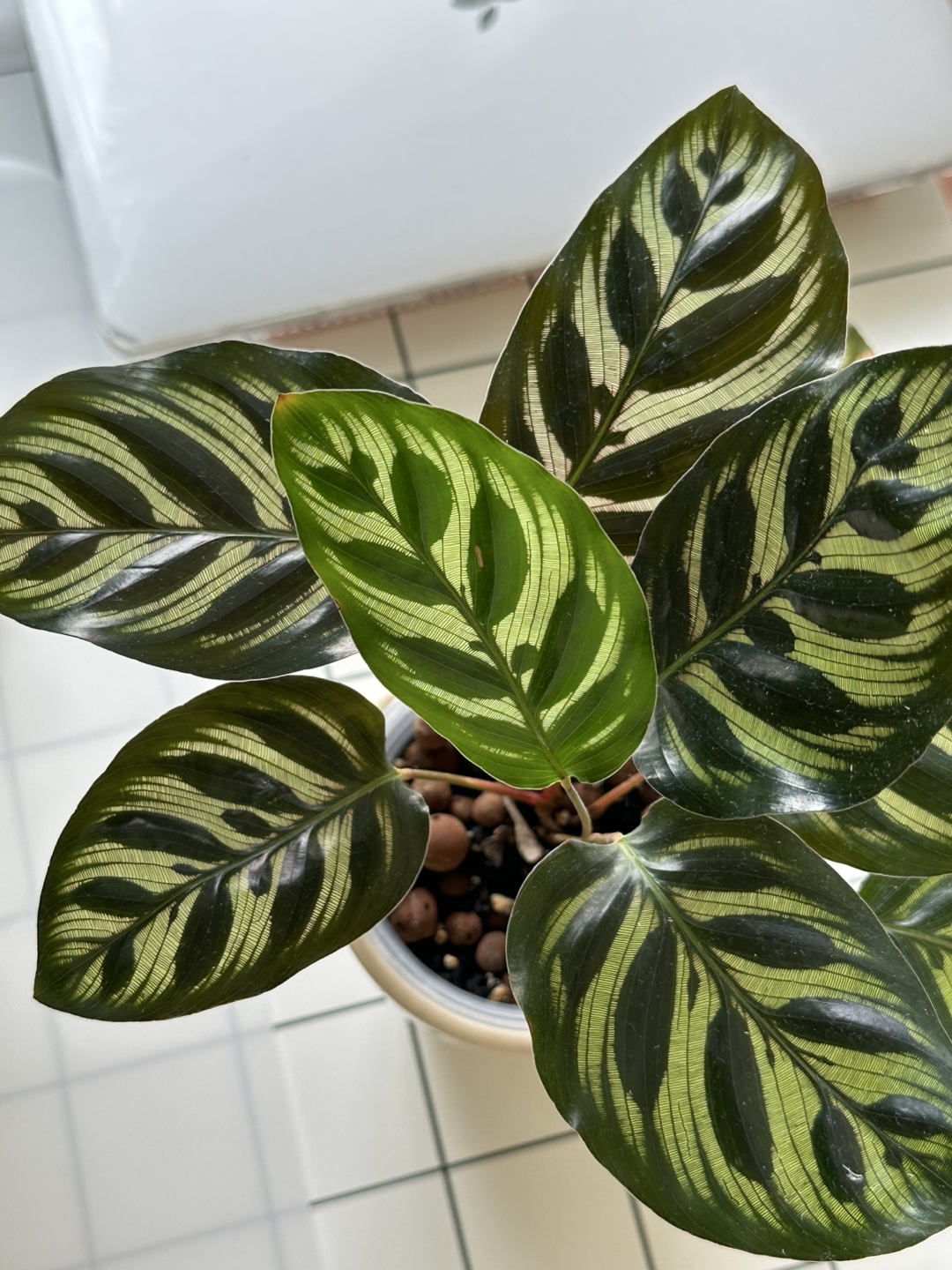 Calathea Peacock Plant - photo 2