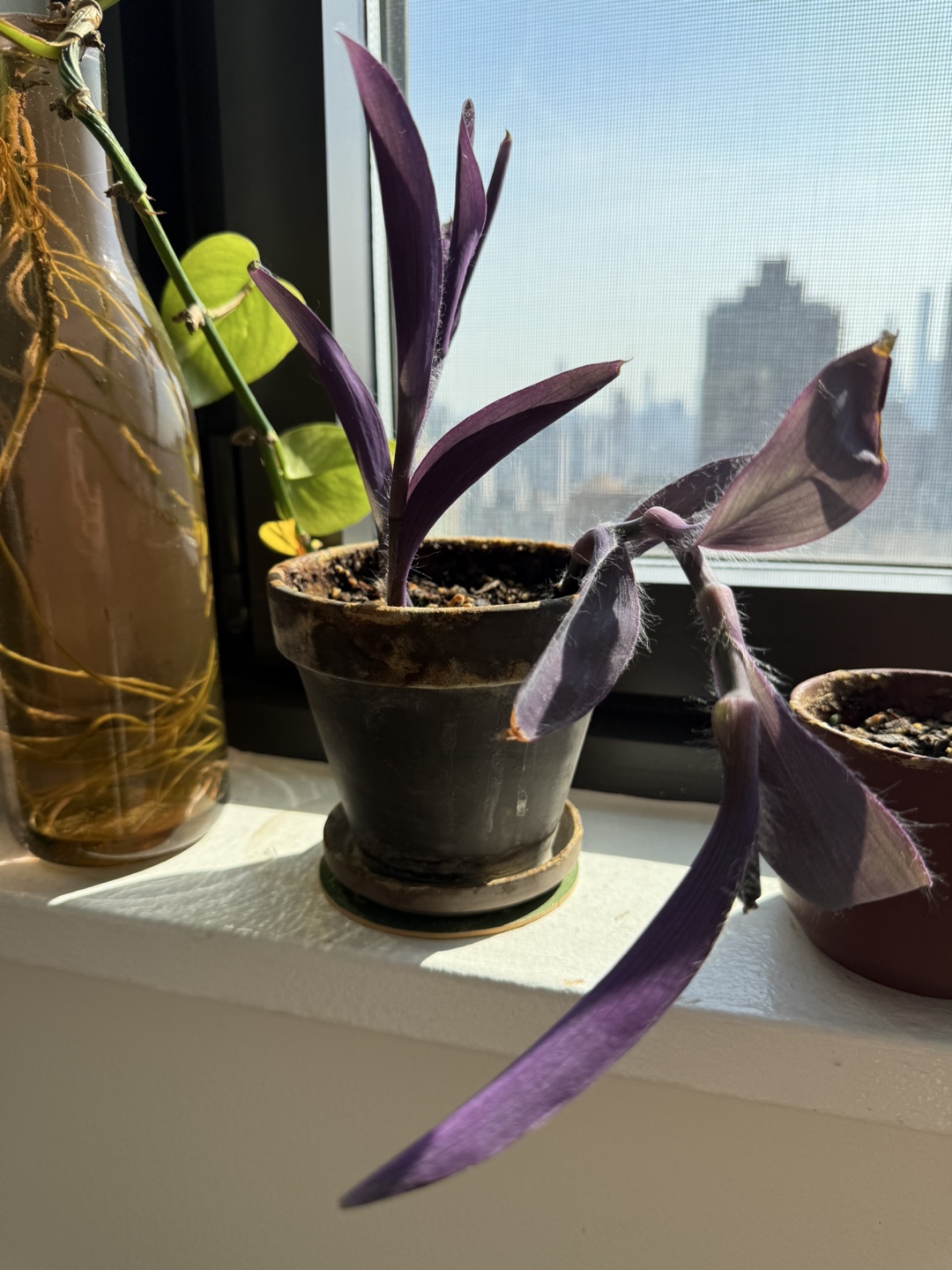 Purple Heart Plant
