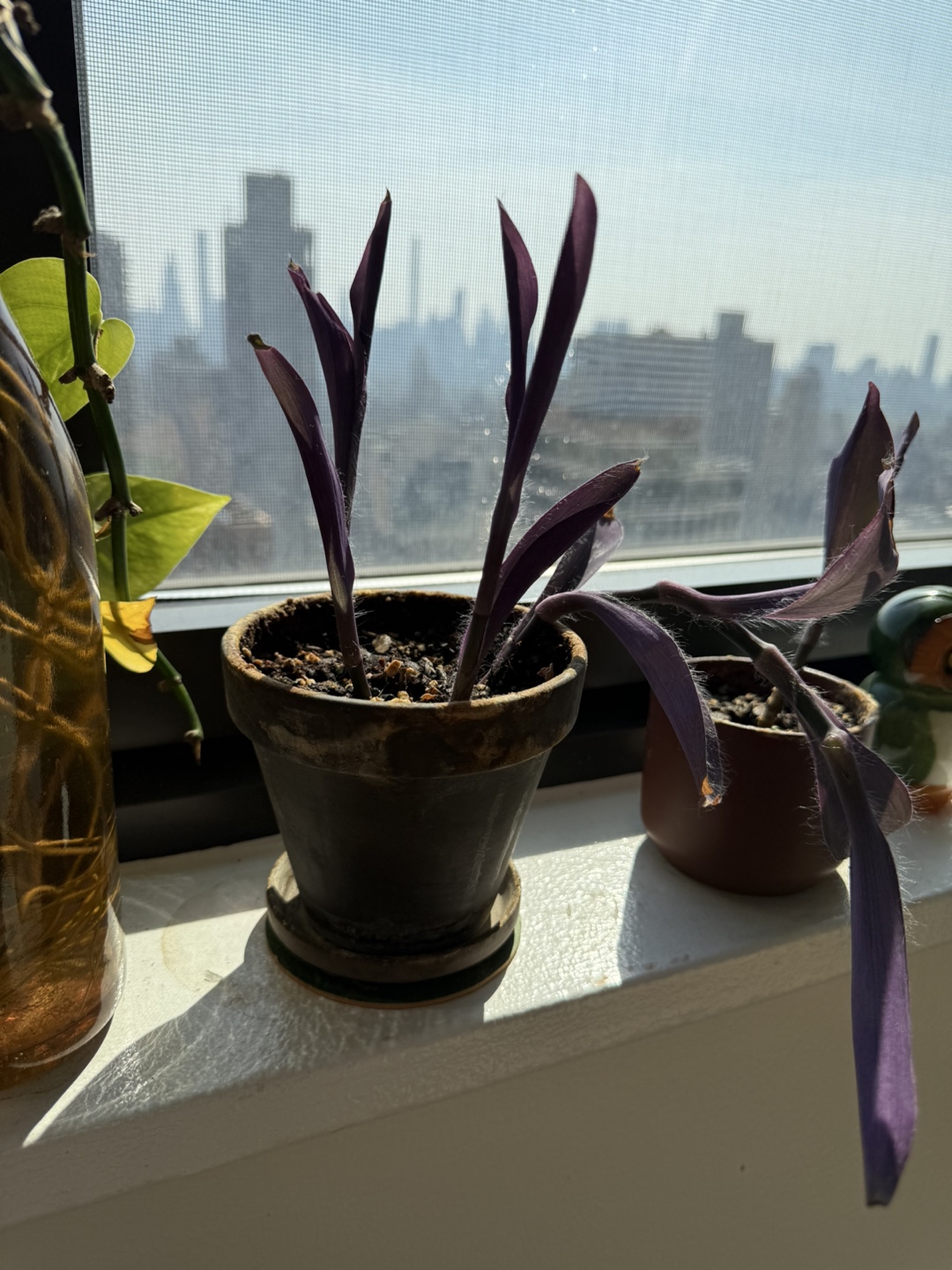 Purple Heart Plant - photo 2