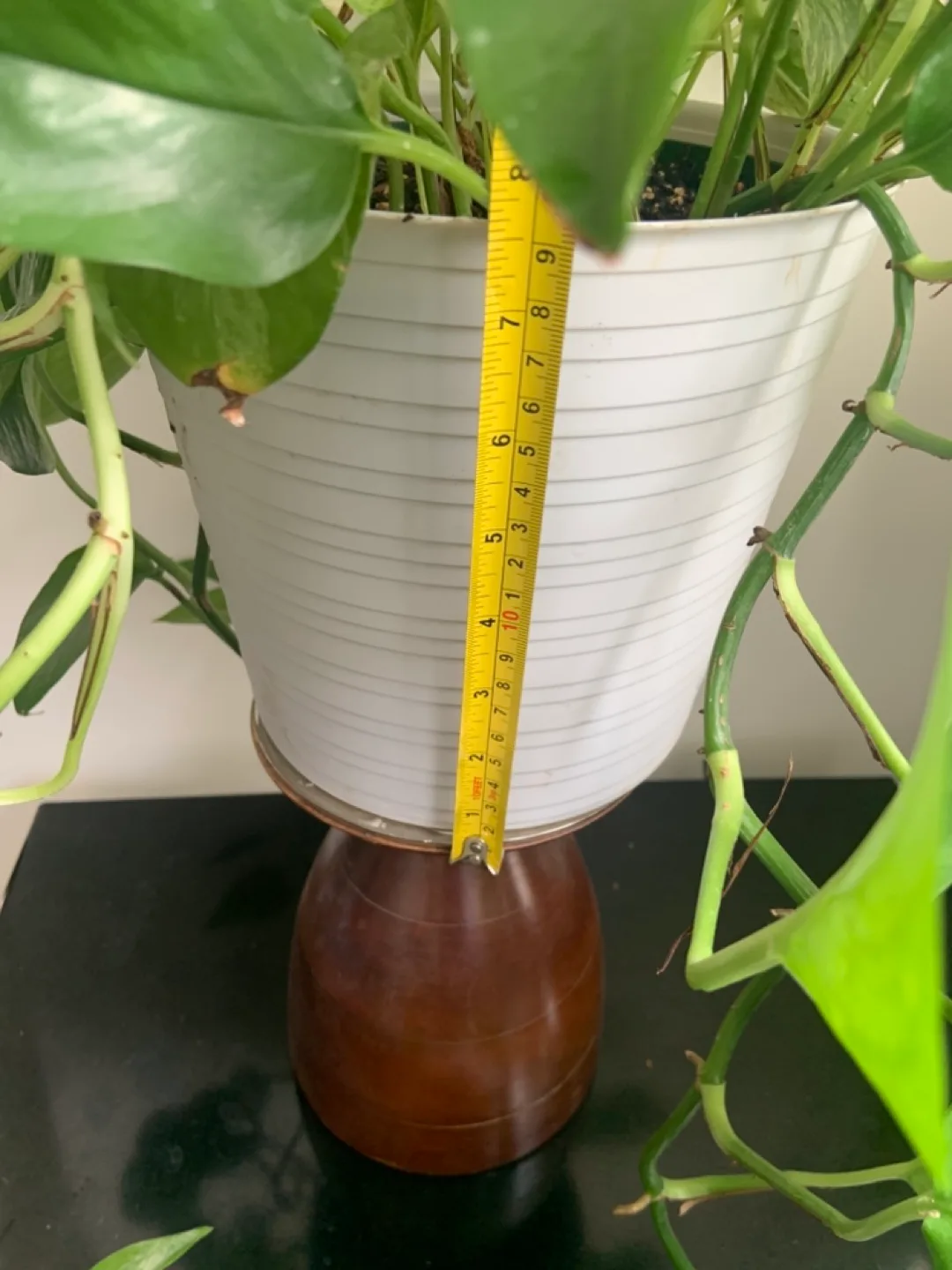 Large Marble Queen Pothos in Pot image indicator(4)