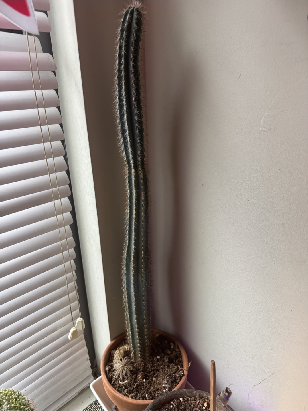 2 Cactus Plants in Pots