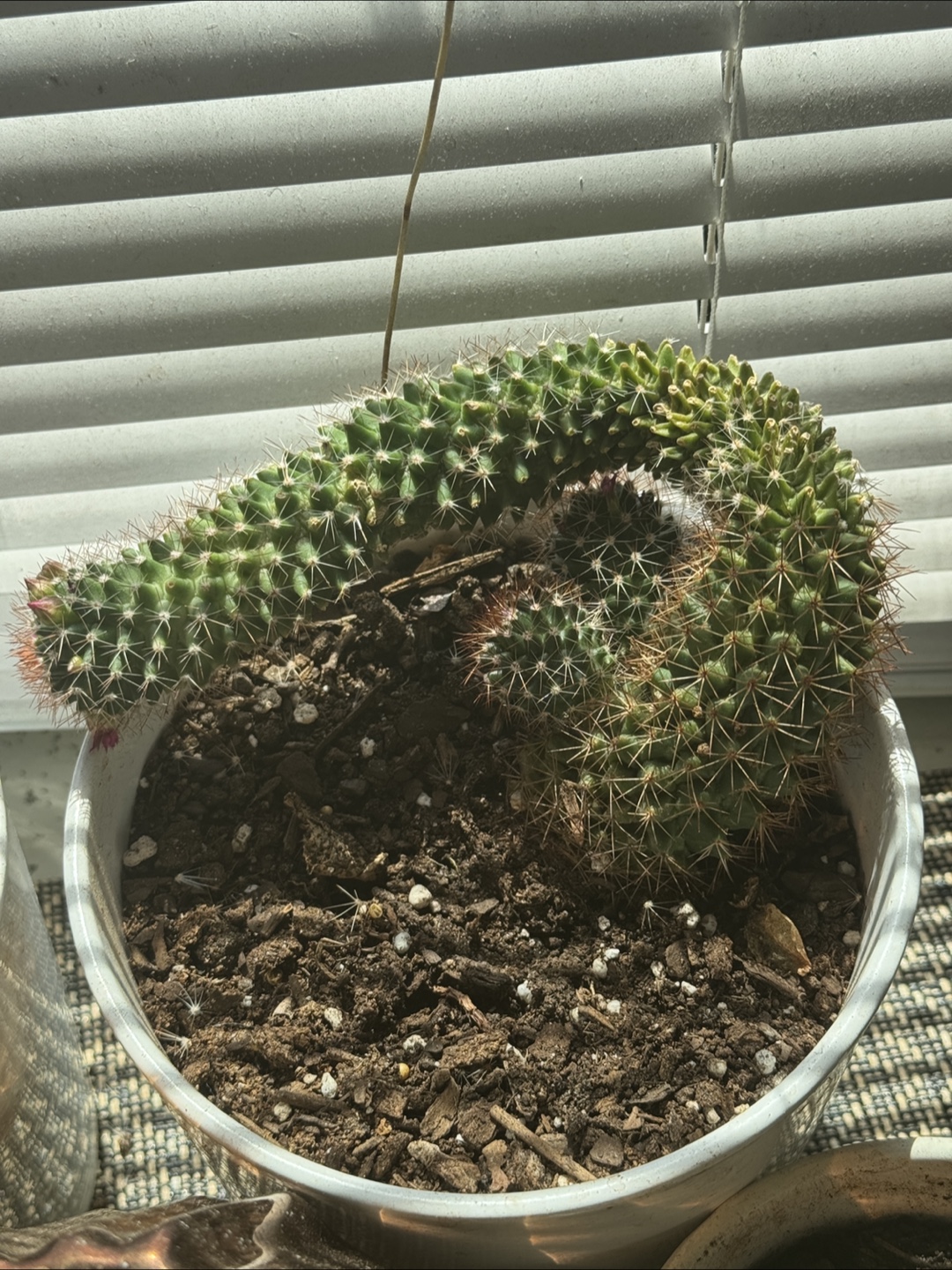 2 Cactus Plants in Pots - photo 2