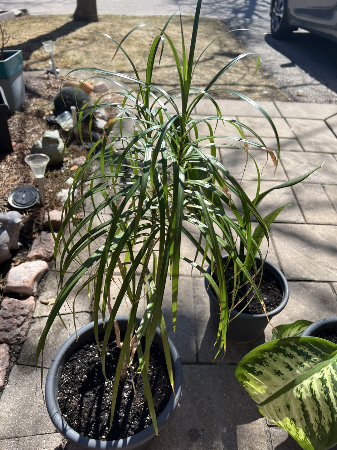 Dracaena Marginata Plant