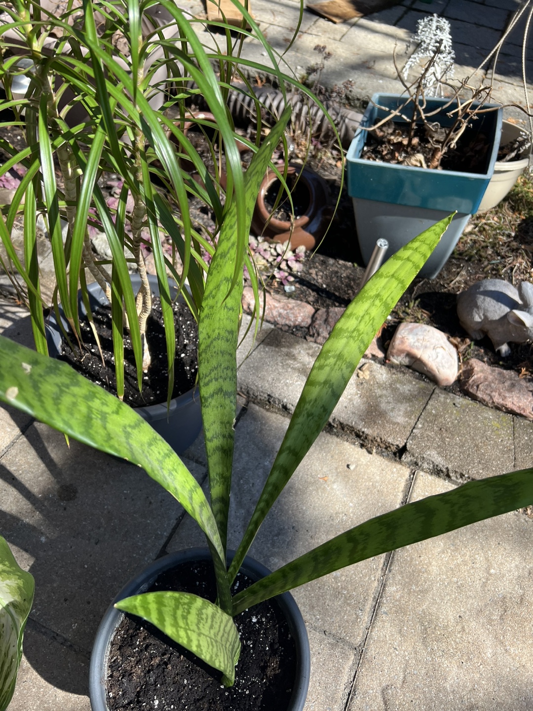 Snake plant