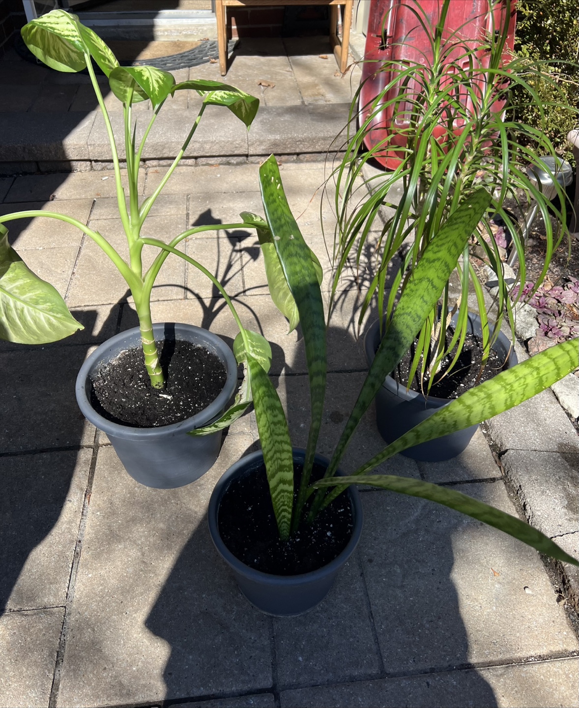 Snake plant - photo 2