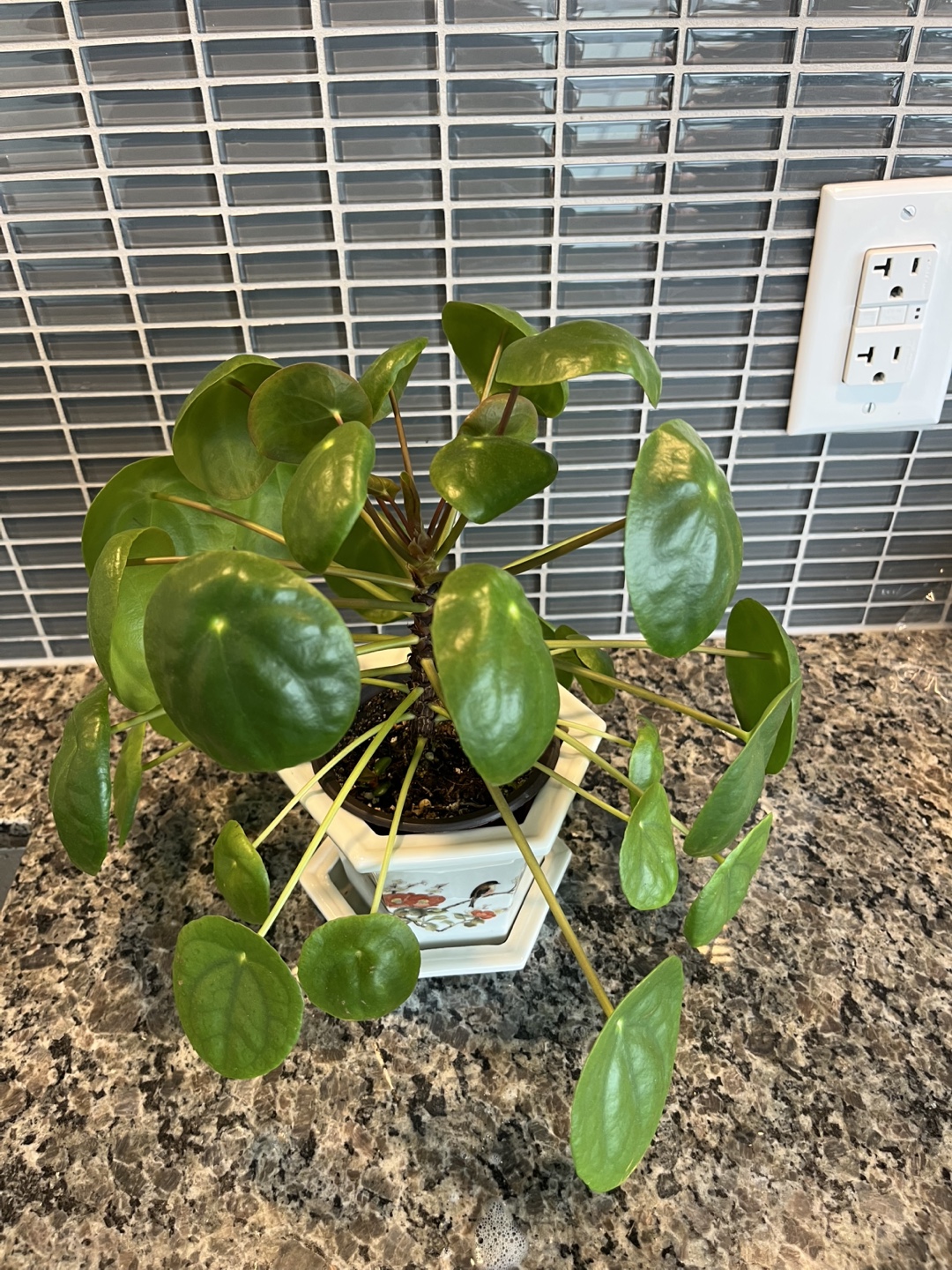 Healthy Chinese money plant -  Pilea Peperomioides Plant - photo 4