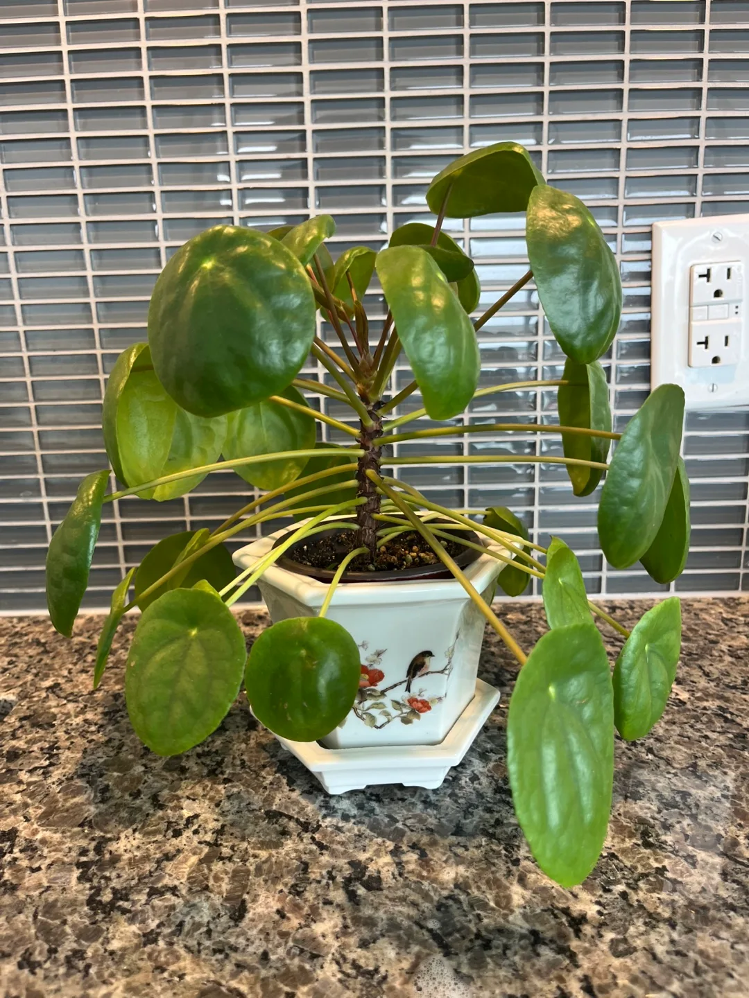 Healthy Chinese money plant -  Pilea Peperomioides Plant