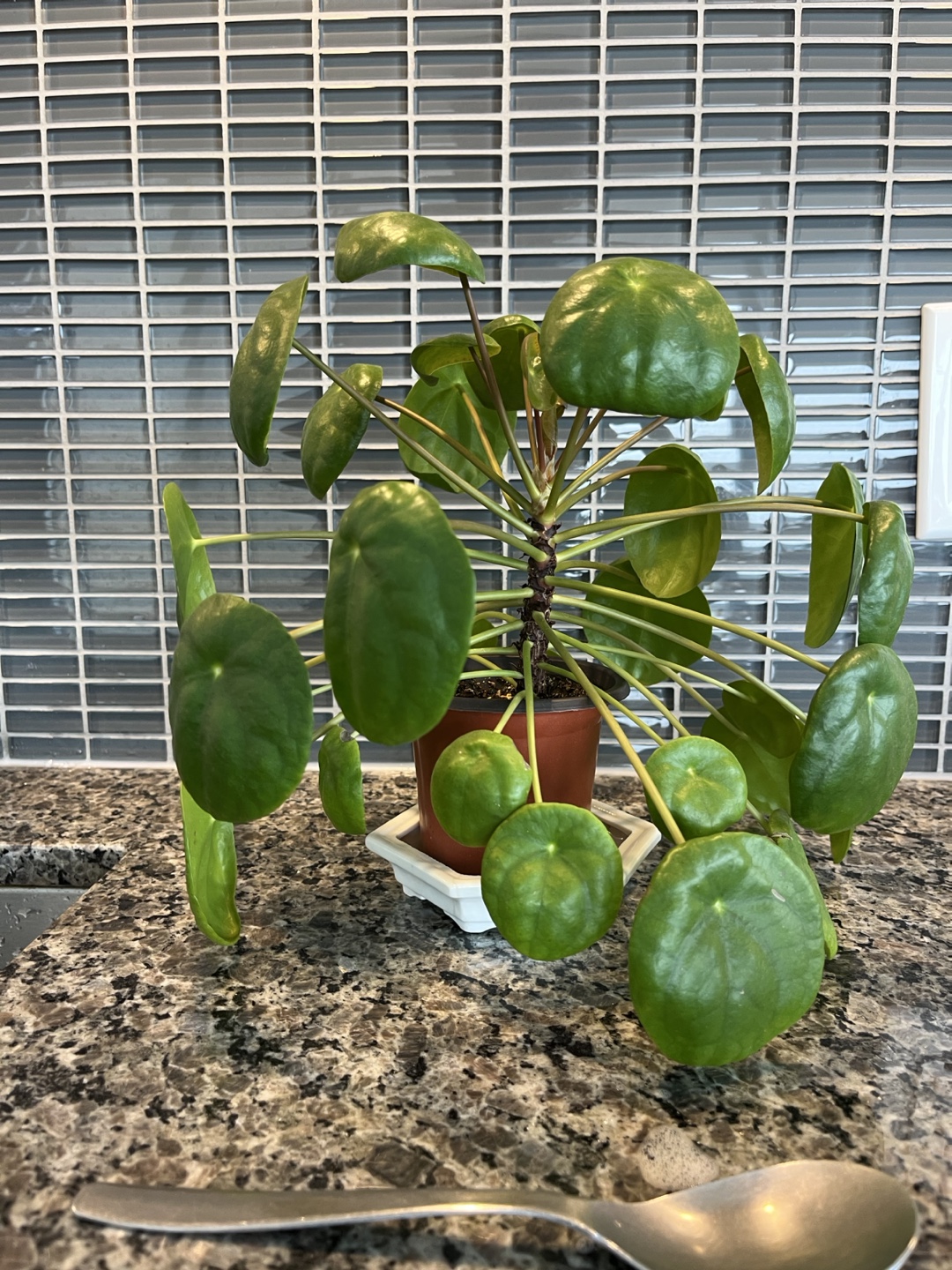 Healthy Chinese money plant -  Pilea Peperomioides Plant - photo 3