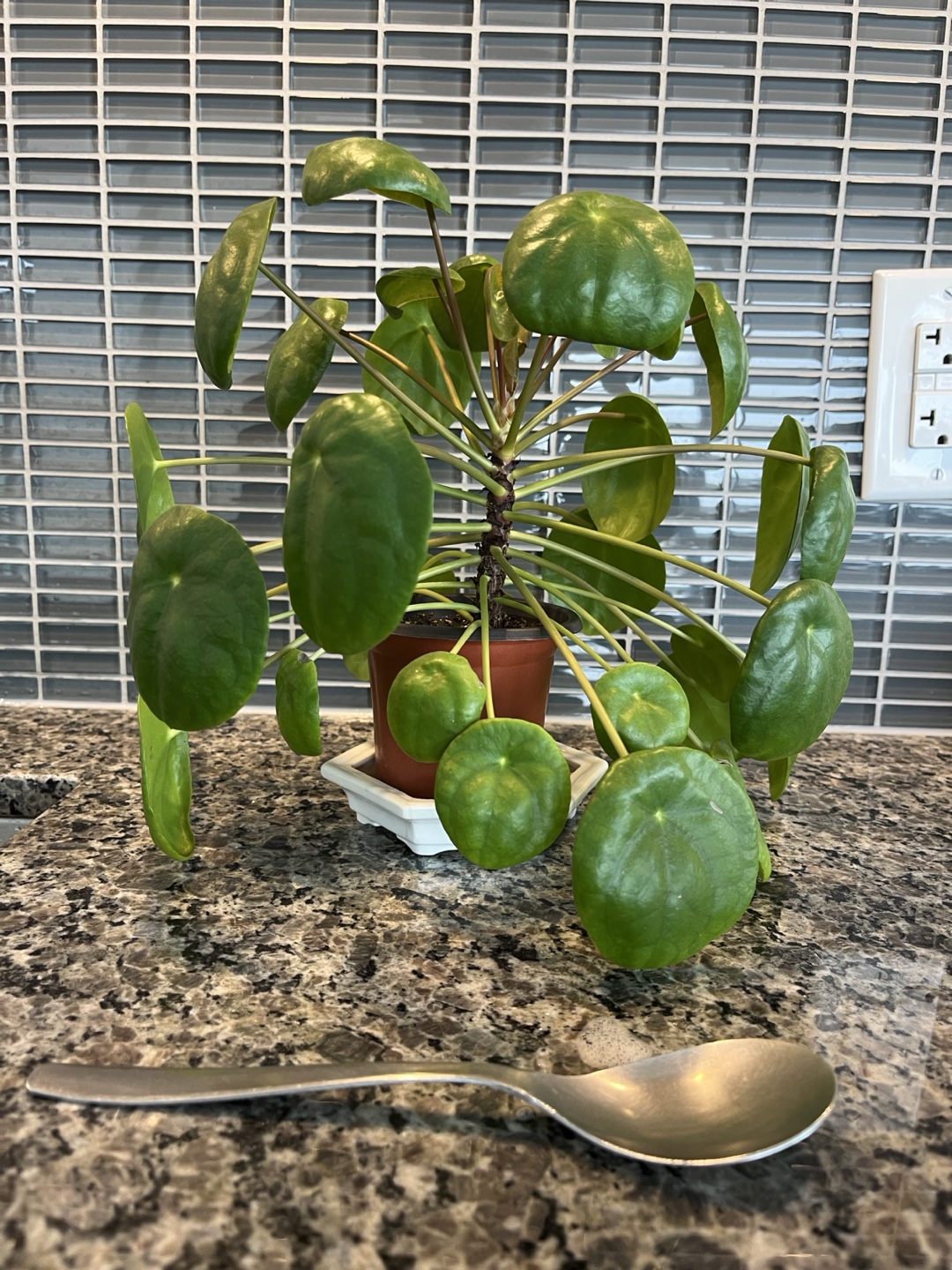 Healthy Chinese money plant -  Pilea Peperomioides Plant - photo 2