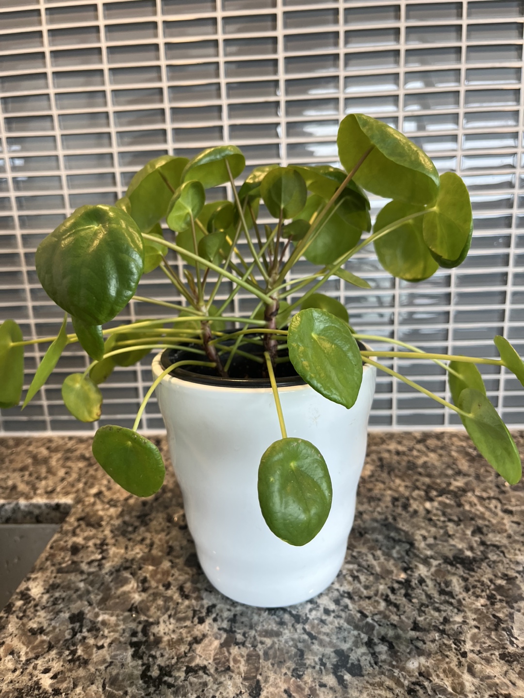 Special Chinese Money Plant (Twins) - photo 3