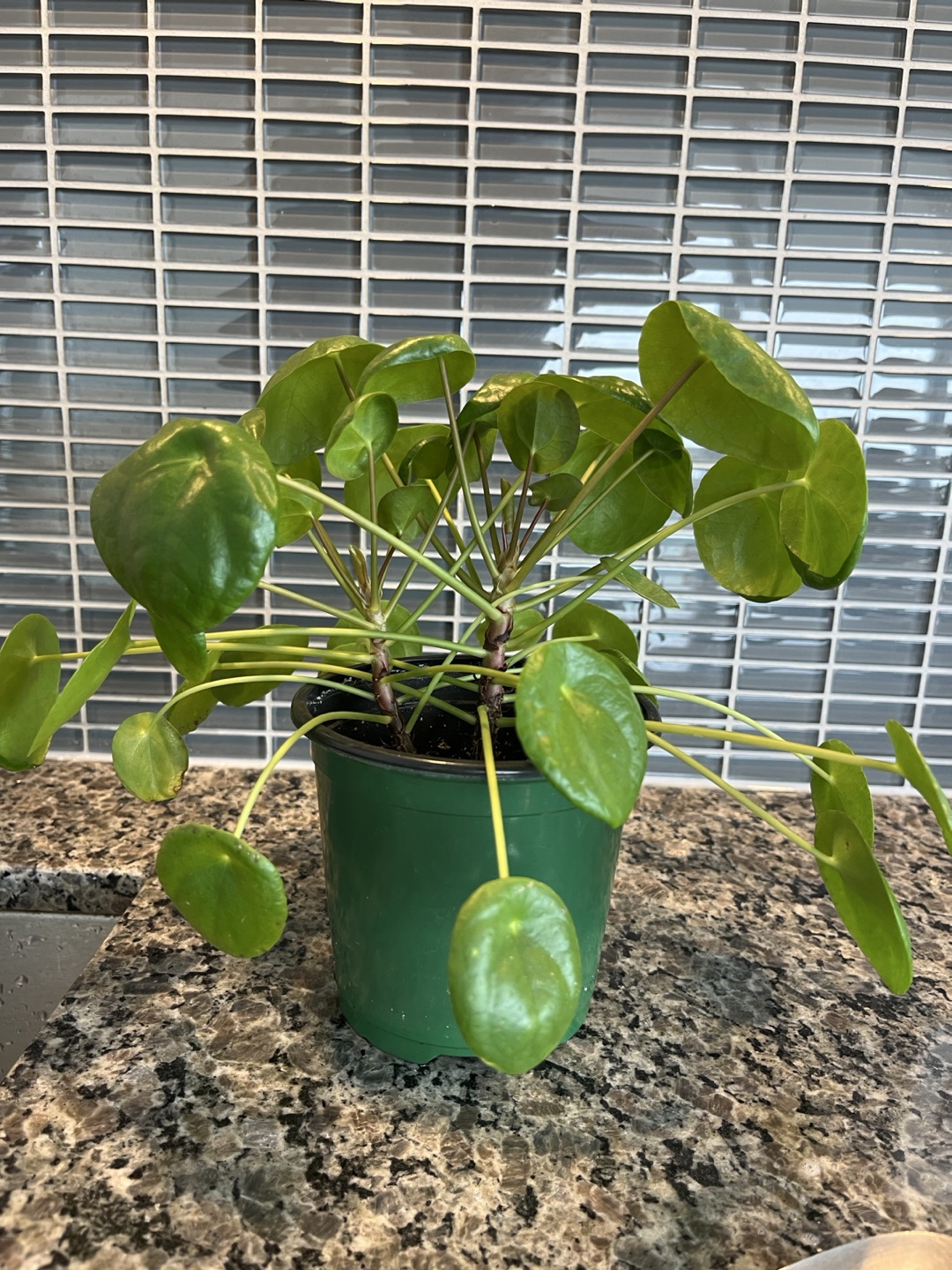 Special Chinese Money Plant (Twins) - photo 2