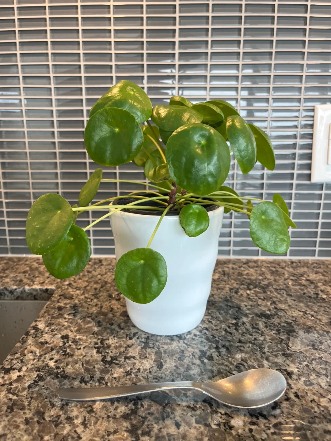 Special Chinese Money Plant (Twins)
