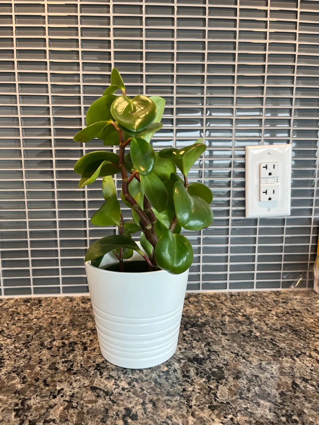 Healthy Peperomia plant - great gift.