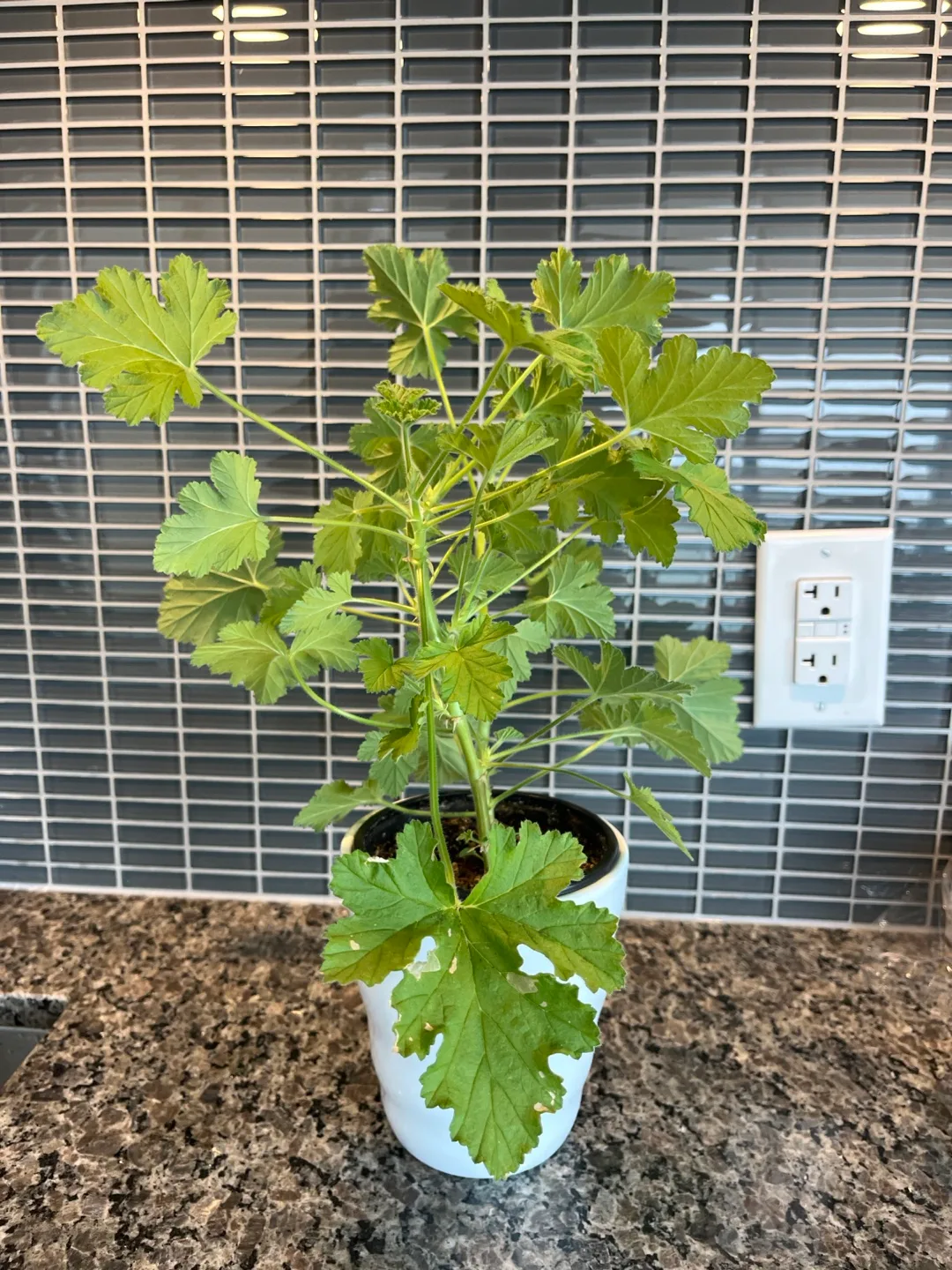 Healthy Citronella plant ( great scent)