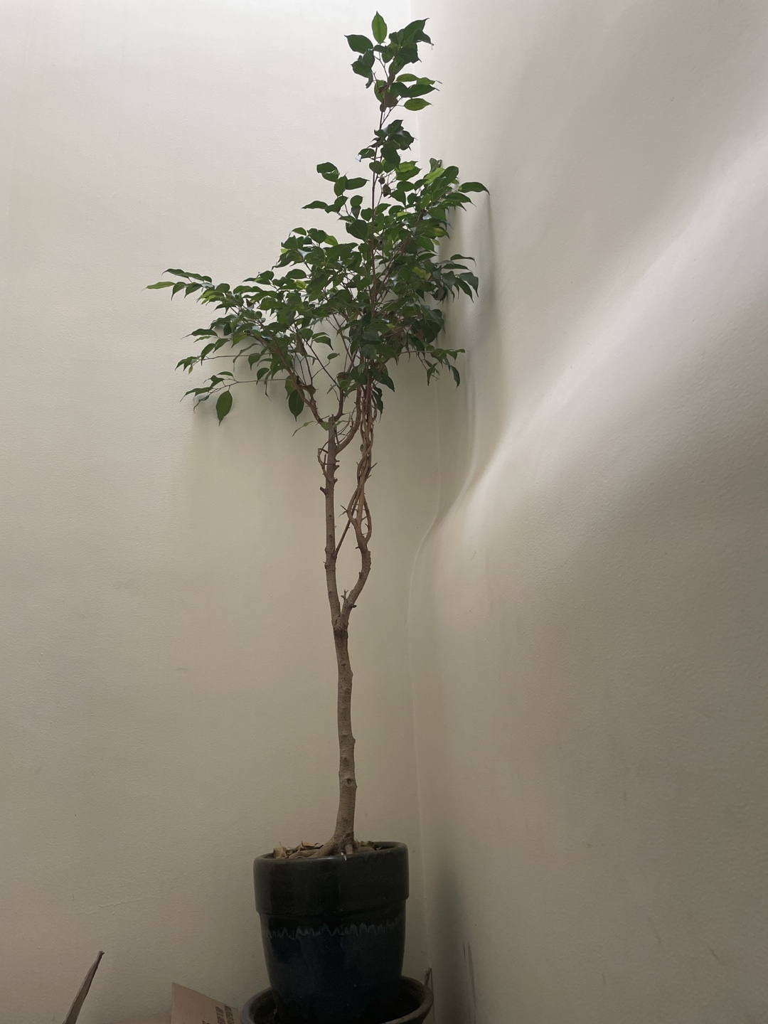 Ficus Benjamina Tree in Pot