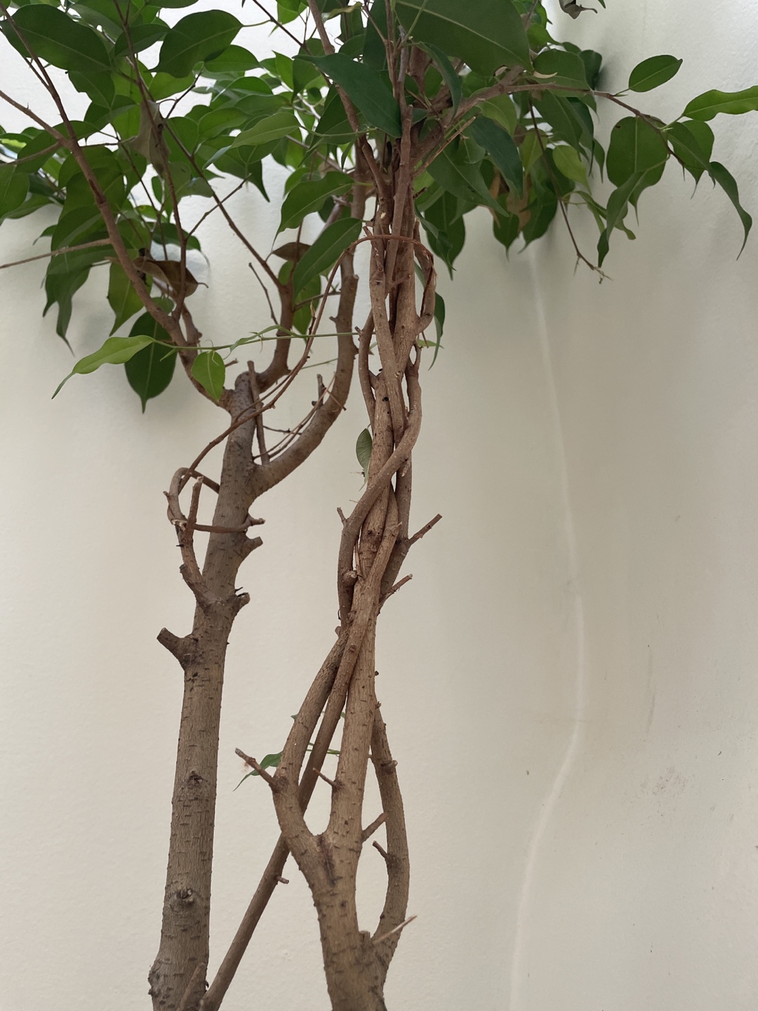 Ficus Benjamina Tree in Pot - photo 2