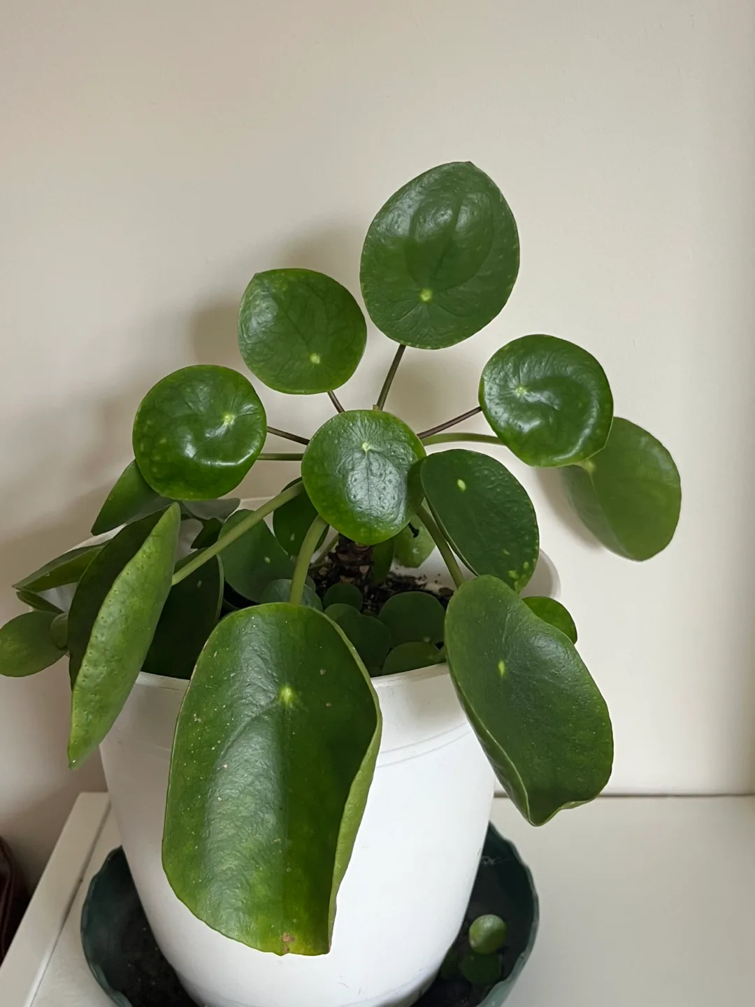 Healthy Pilea Peperomioides Plant image indicator(3)