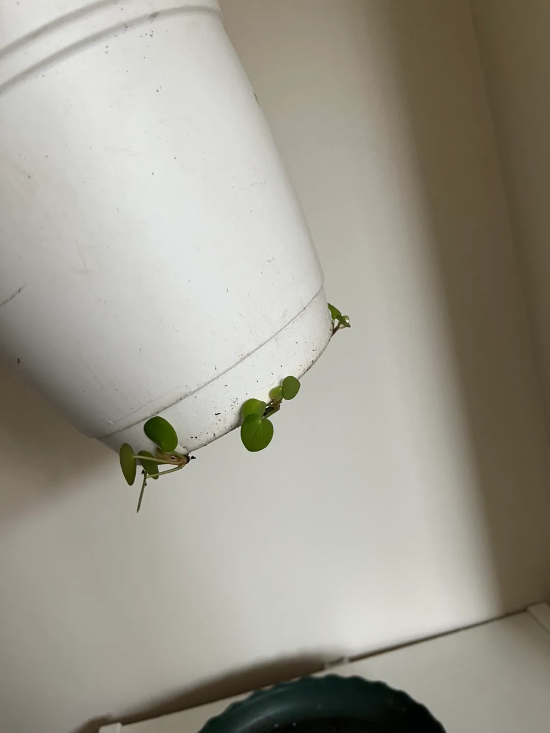 Healthy Pilea Peperomioides Plant image indicator(2)