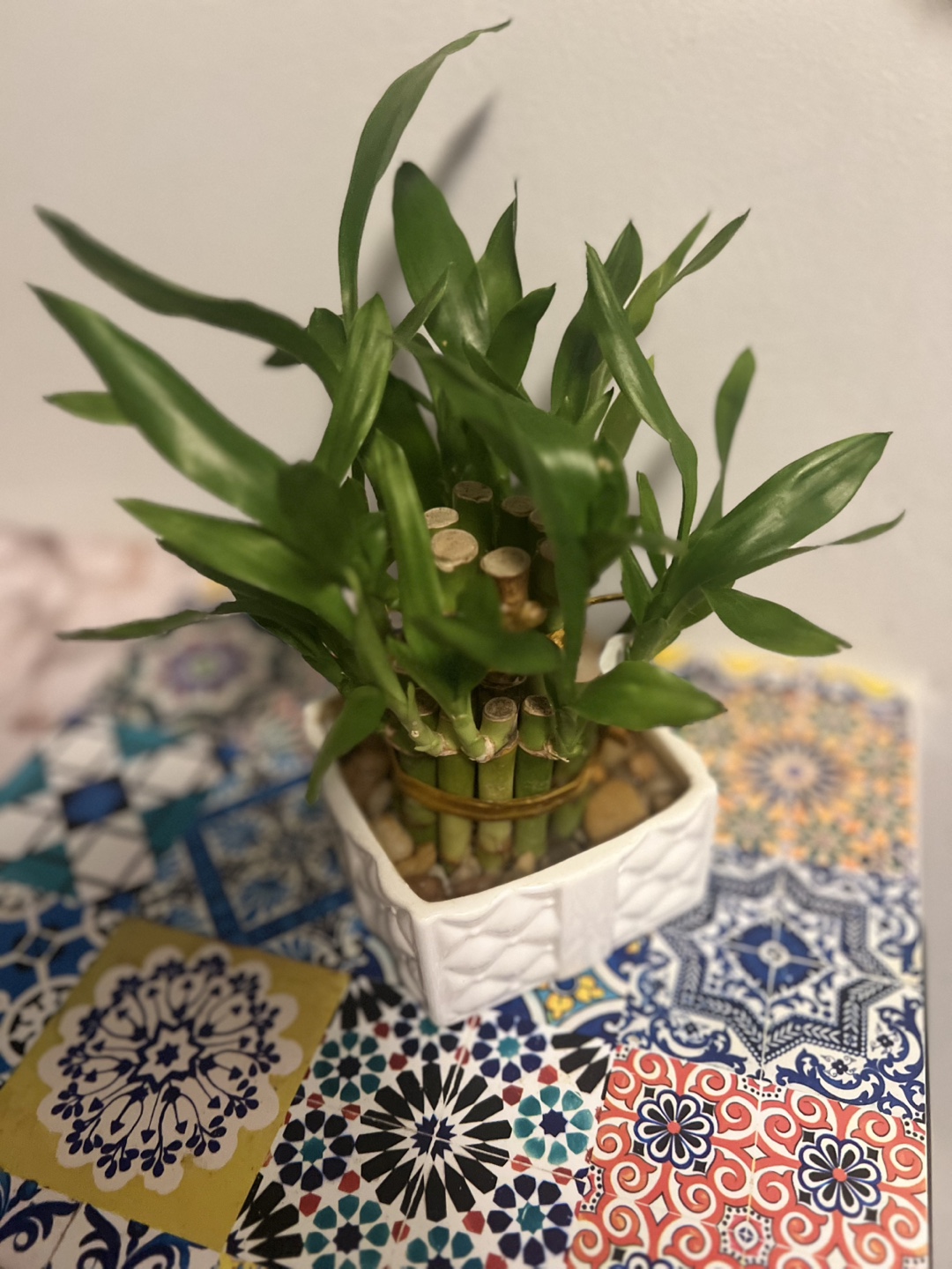 Lucky Bamboo Plant in White Square Pot