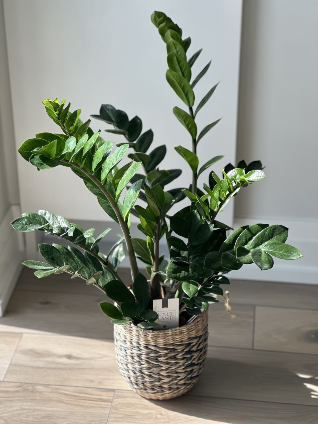 ZZ Plant in Woven Basket/Zamiifolia - photo 2