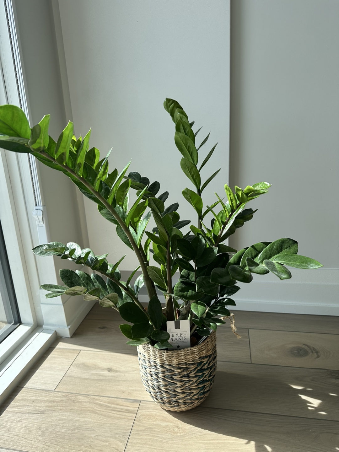 ZZ Plant in Woven Basket/Zamiifolia - photo 3
