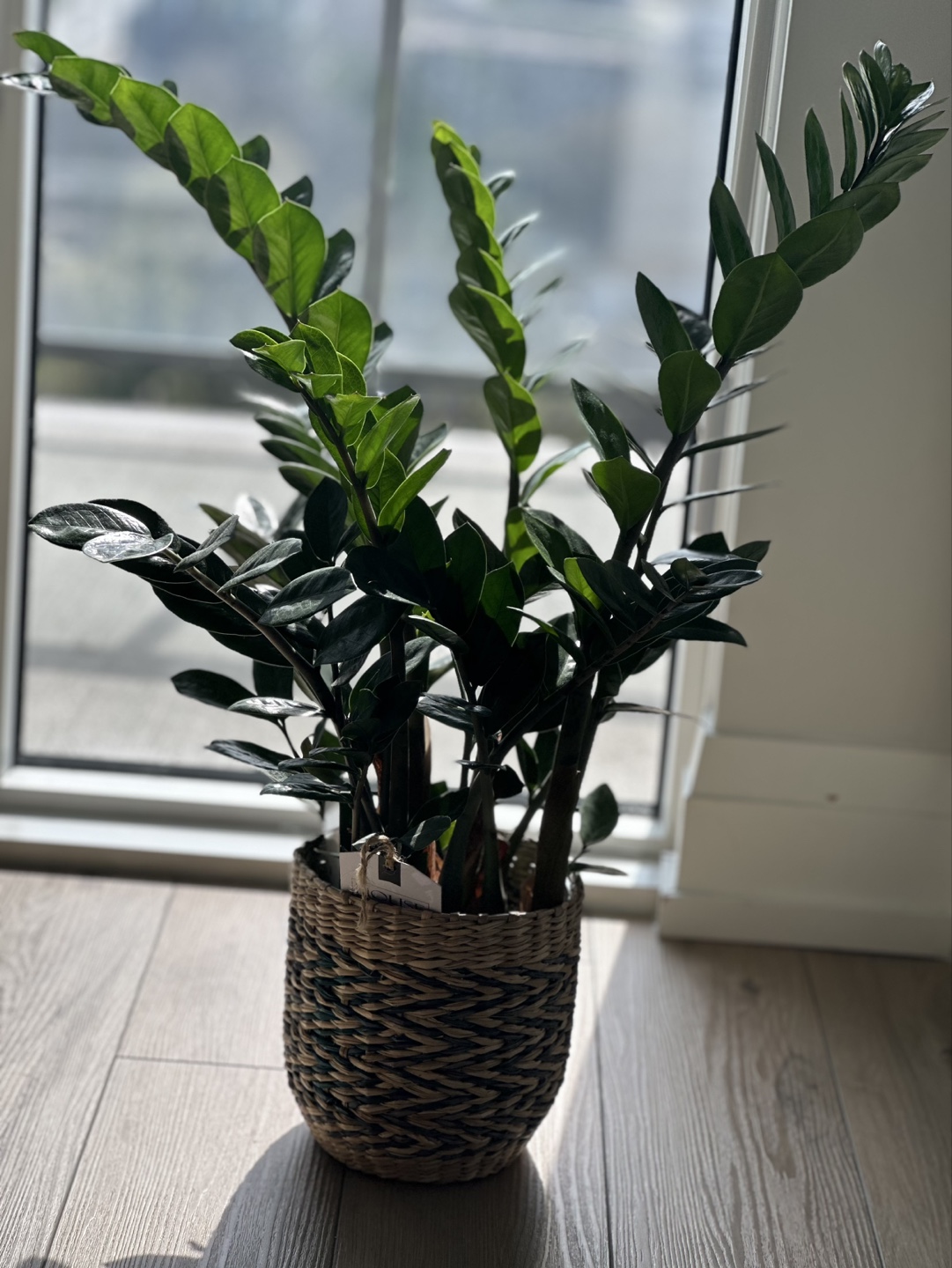 ZZ Plant in Woven Basket/Zamiifolia