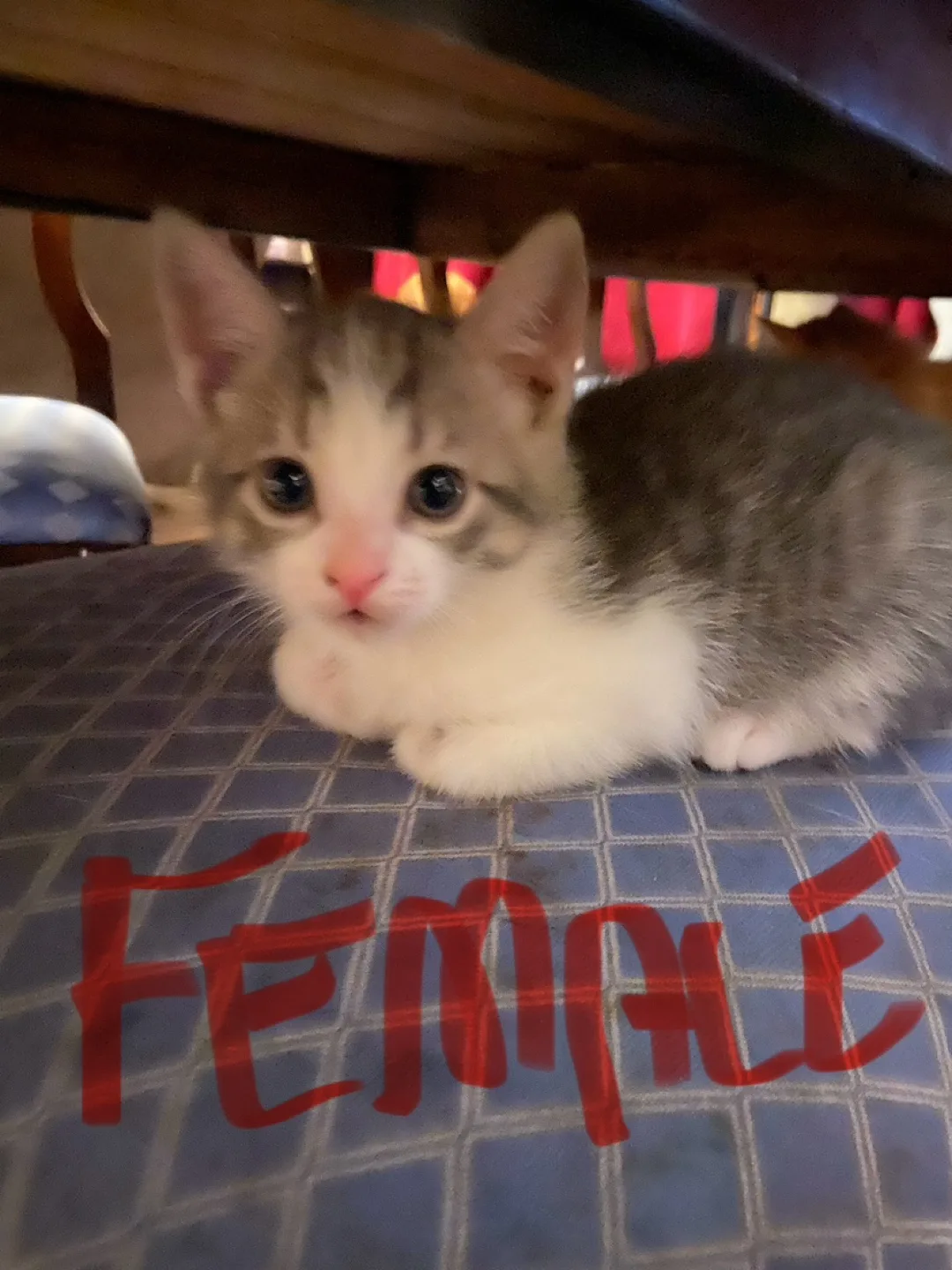 Adorable Kittens - Male and Female