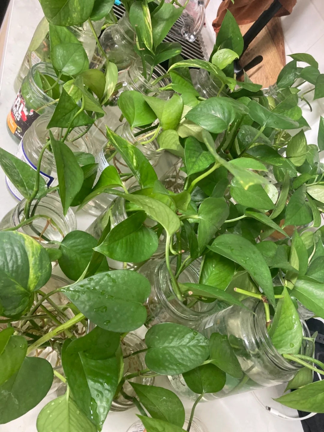 Pothos plant cuttings - pay what you want thumbnail