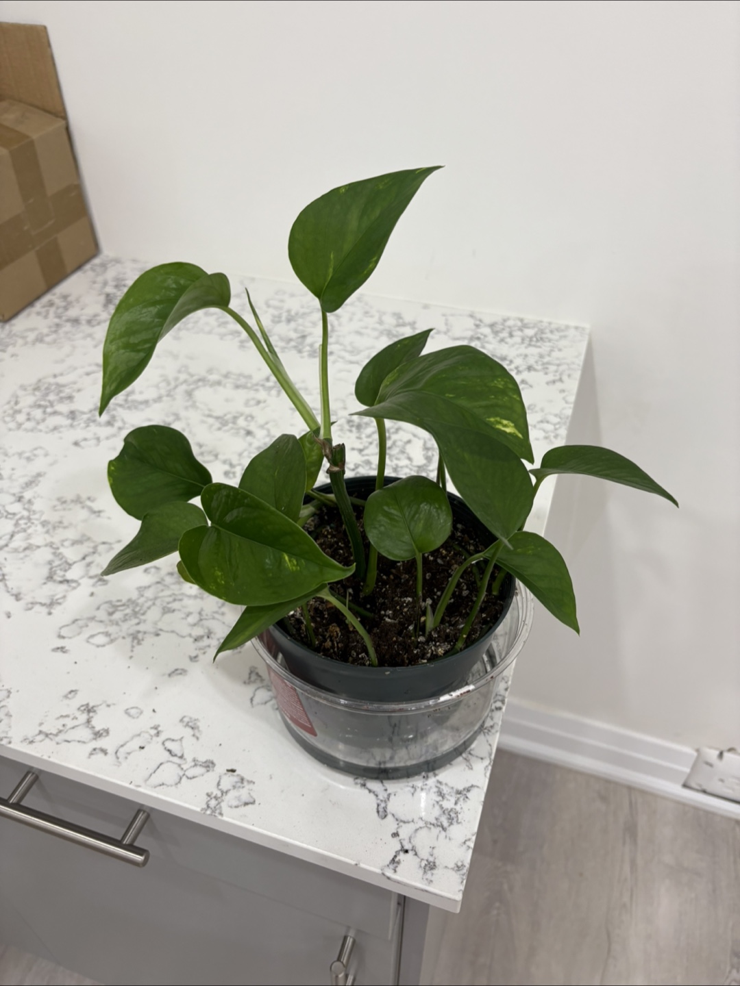 Healthy money plant