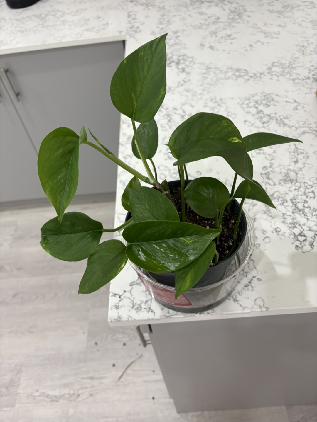 Healthy money plant - photo 2