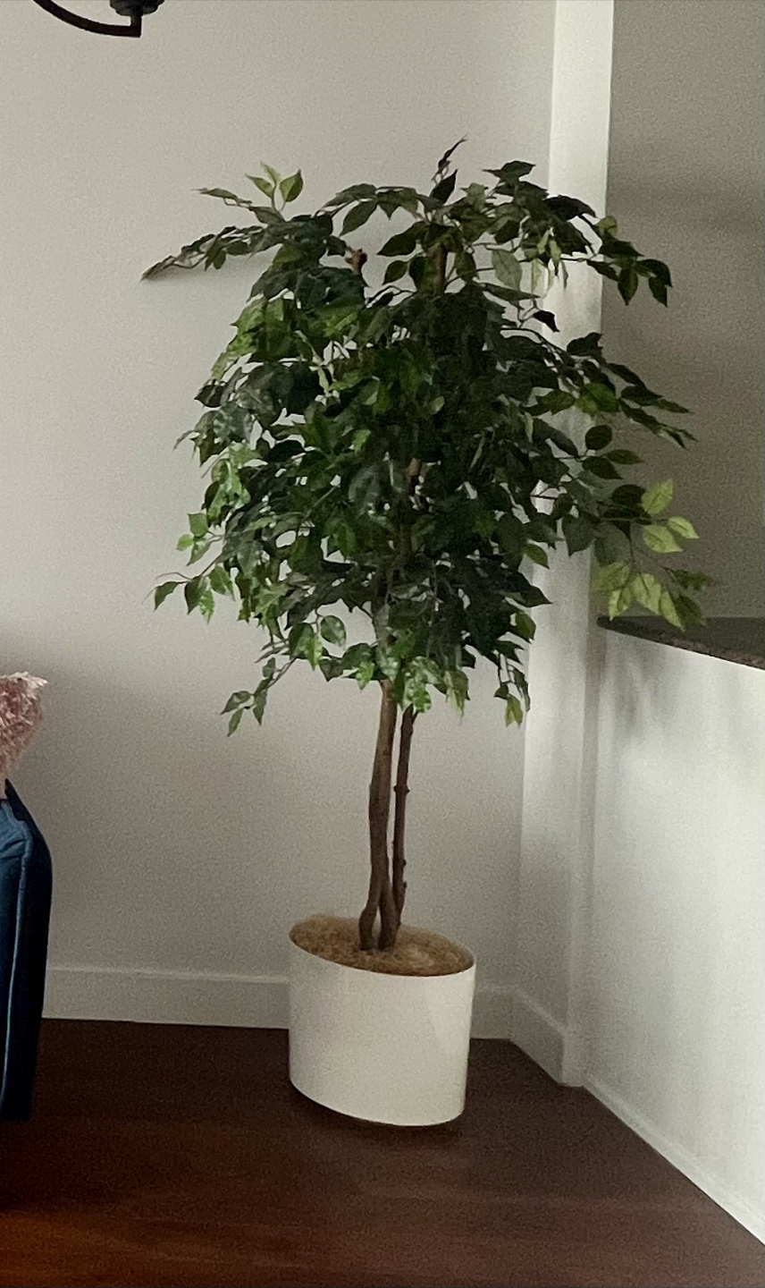 IKEA Artificial Ficus Tree in White Planter