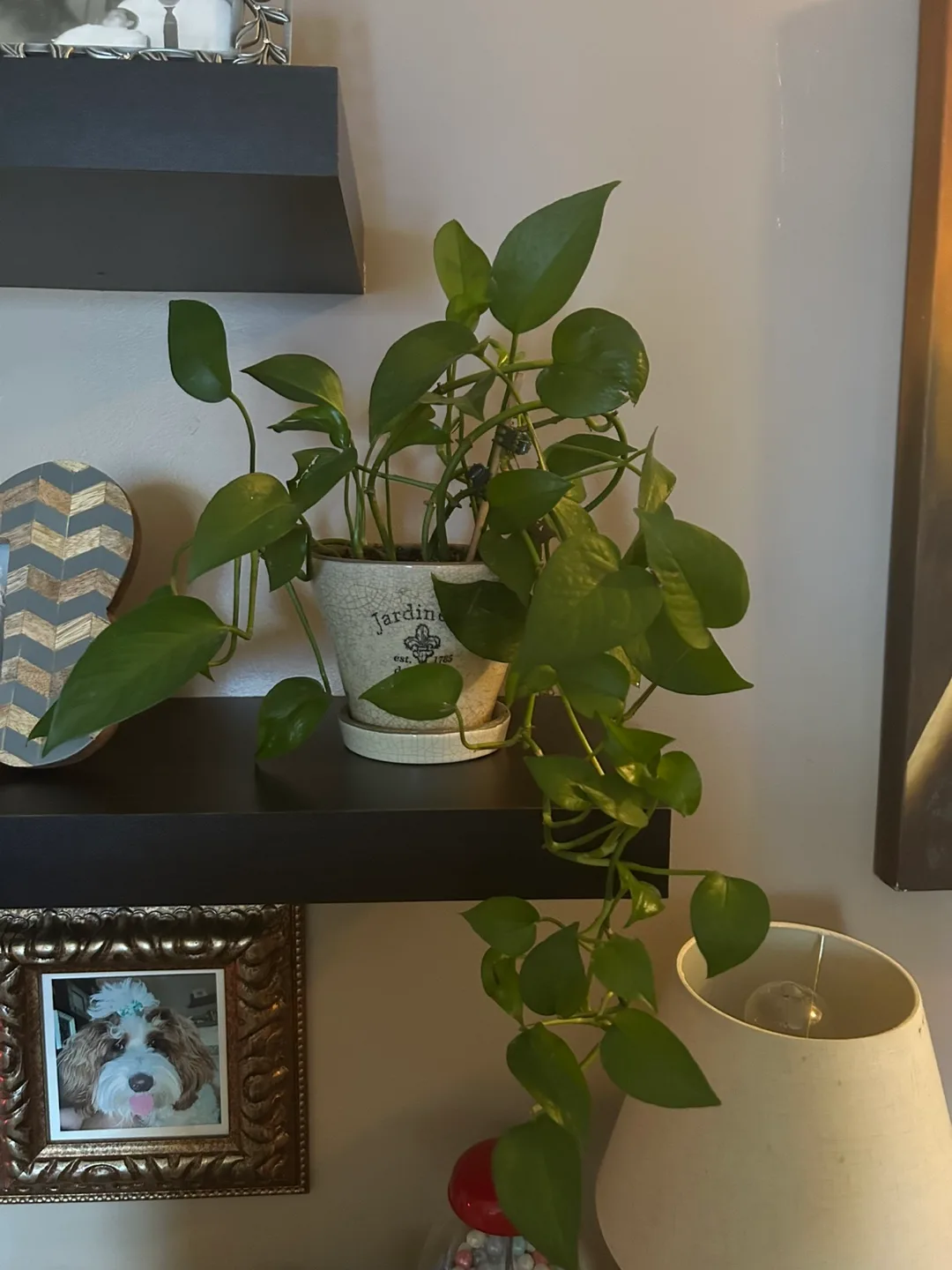 Healthy Heartleaf Philodendron Plants image indicator(2)