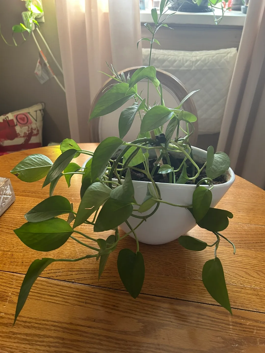 Healthy Heartleaf Philodendron Plants image indicator(3)