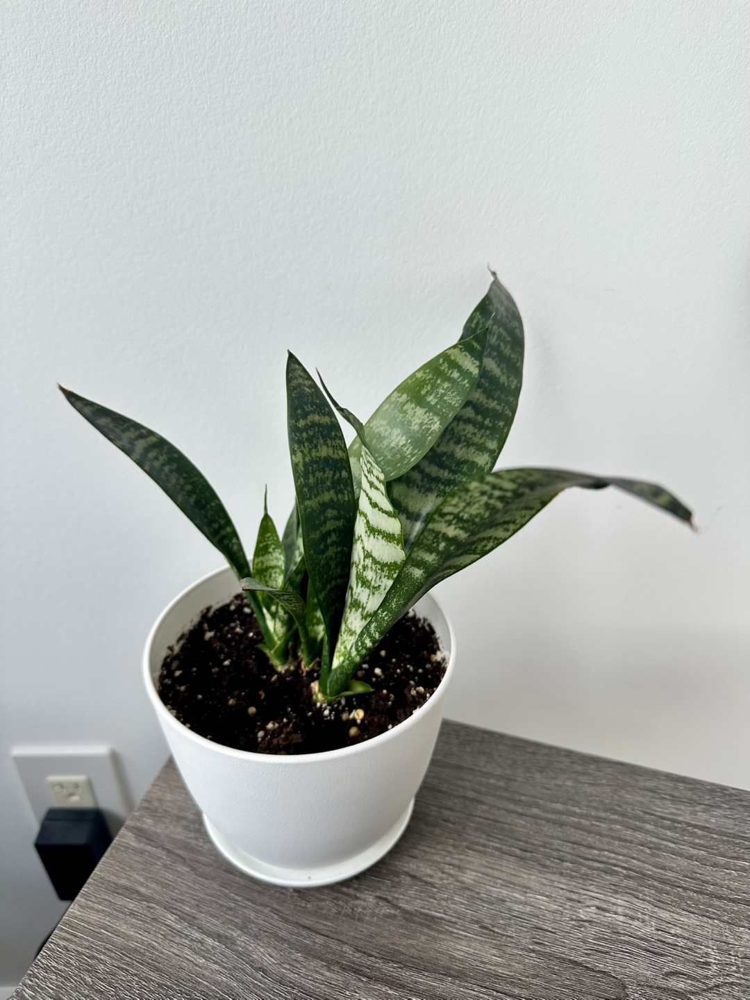 Snake Plant in White Pot - photo 2
