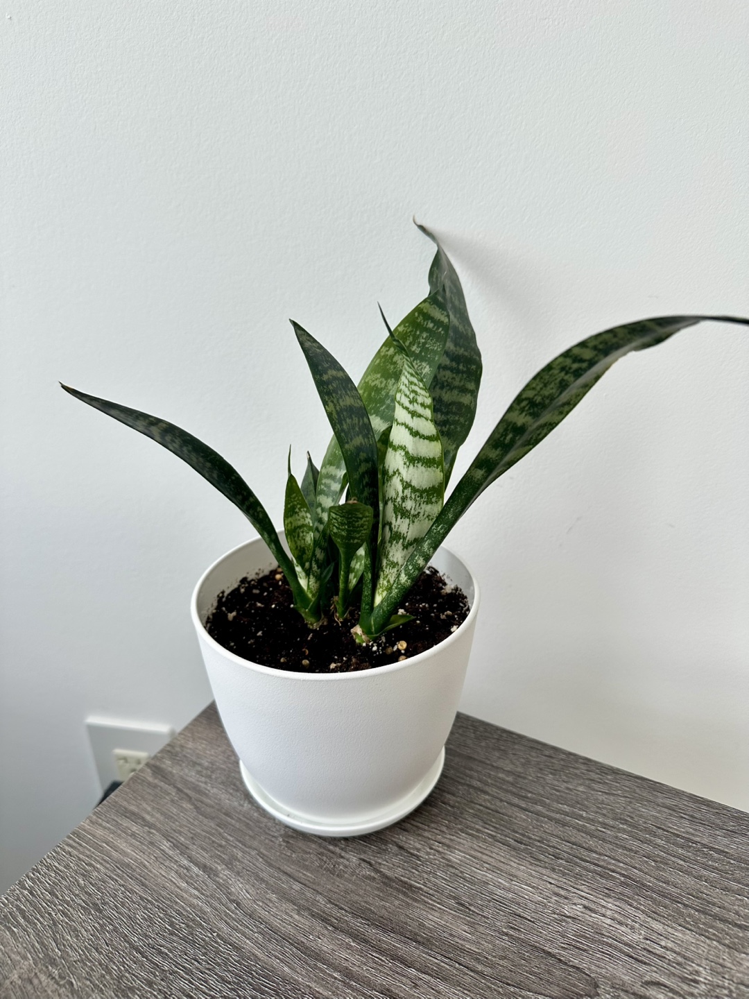 Snake Plant in White Pot