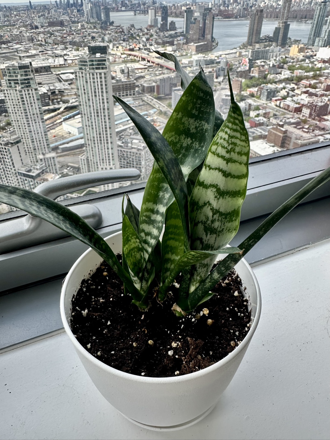 Snake Plant in White Pot - photo 4