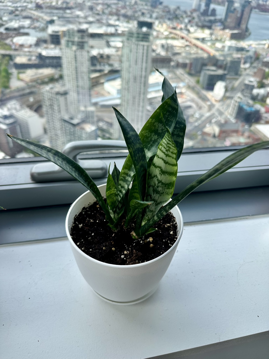 Snake Plant in White Pot - photo 3