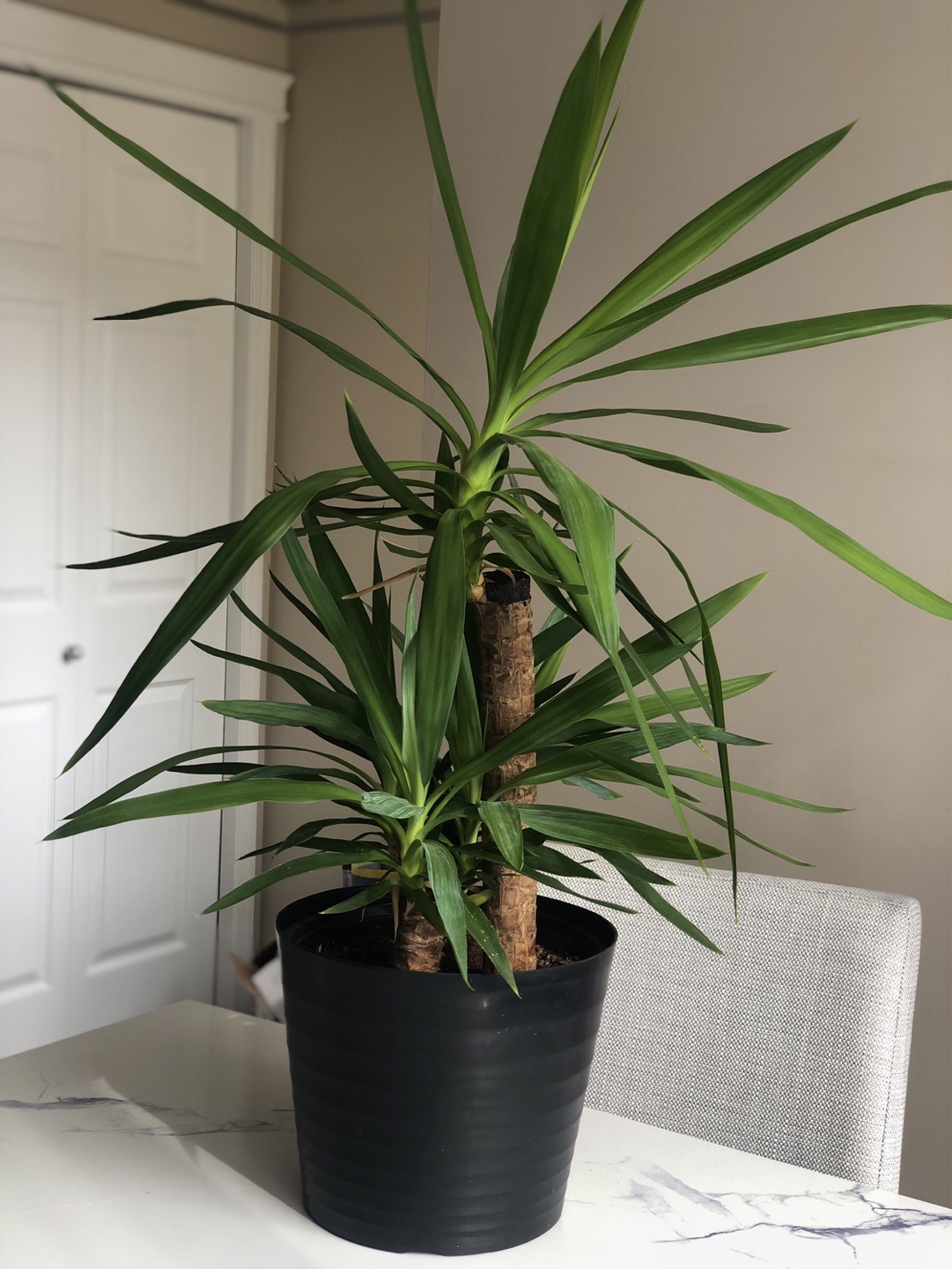 Large Yucca Cane Plant in Black Pot - photo 3