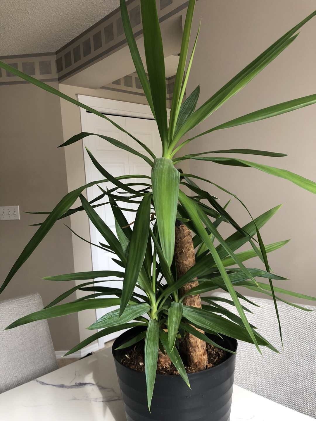 Large Yucca Cane Plant in Black Pot