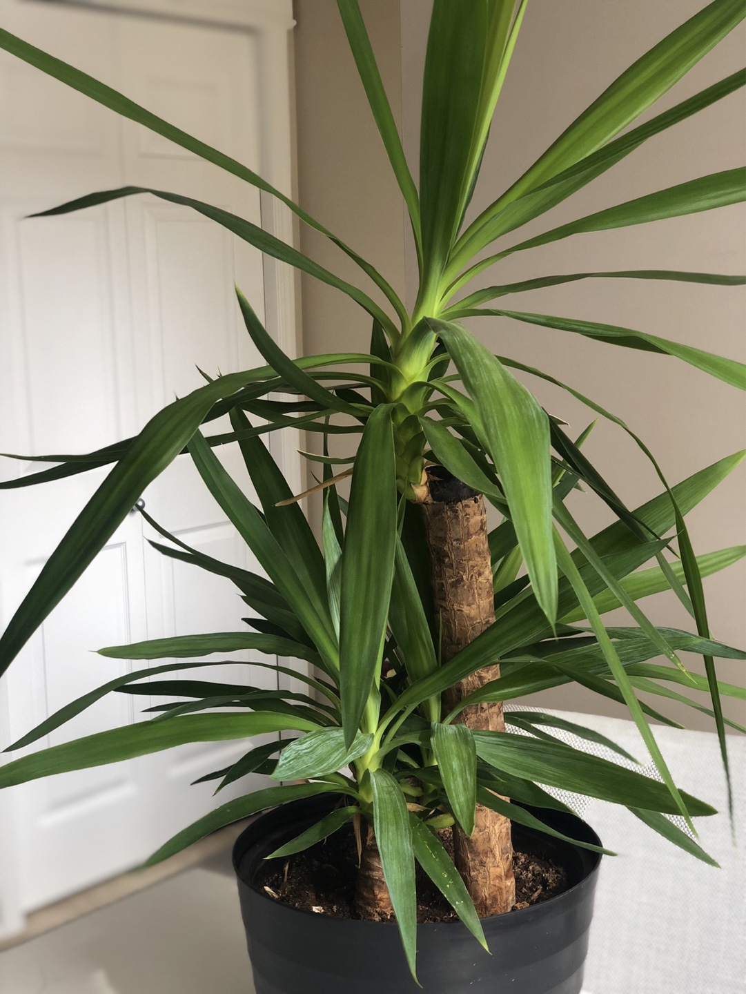 Large Yucca Cane Plant in Black Pot - photo 2