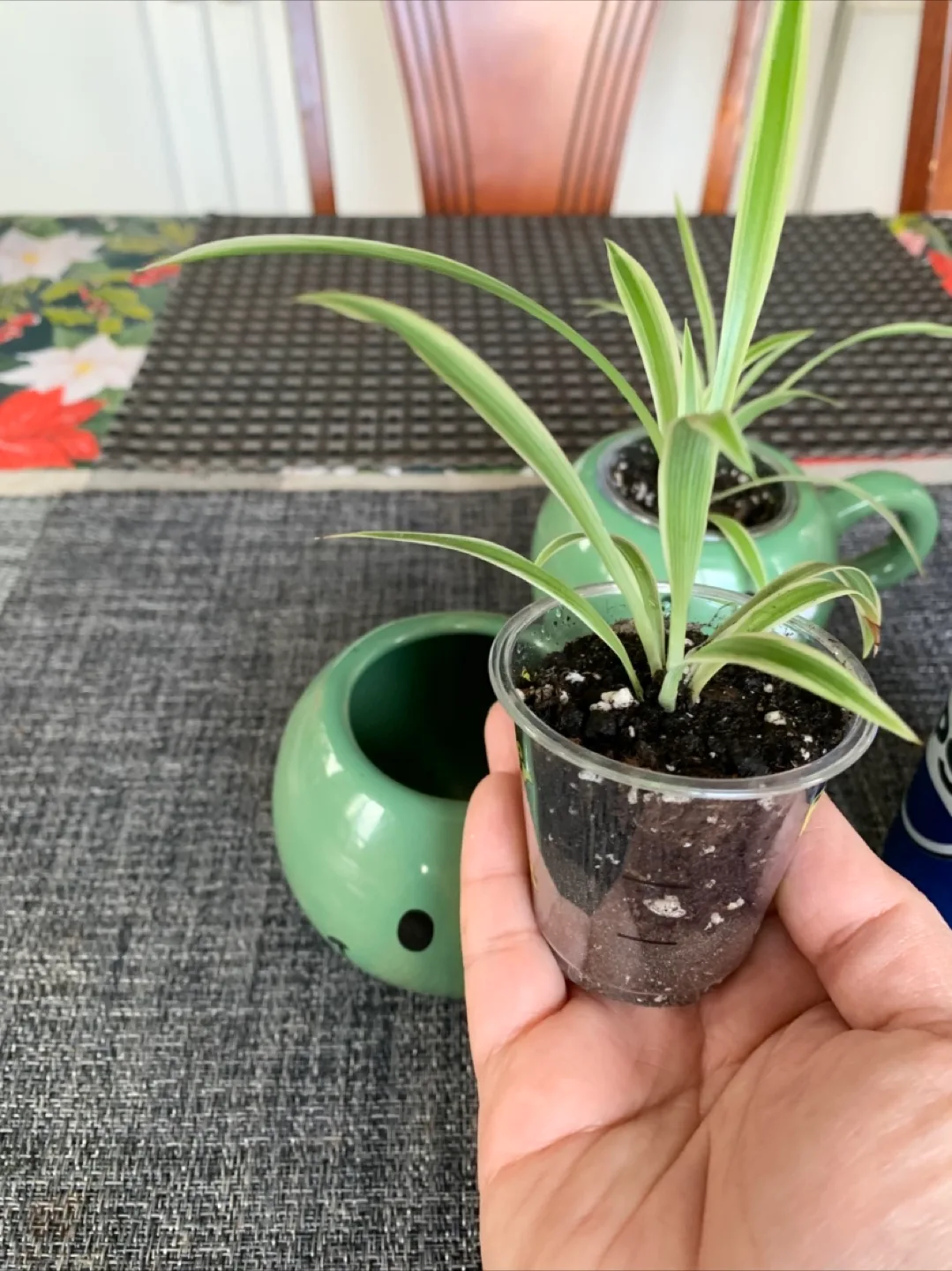 Spider Plant Set in Happy Face mug (Non-toxic) image indicator(8)