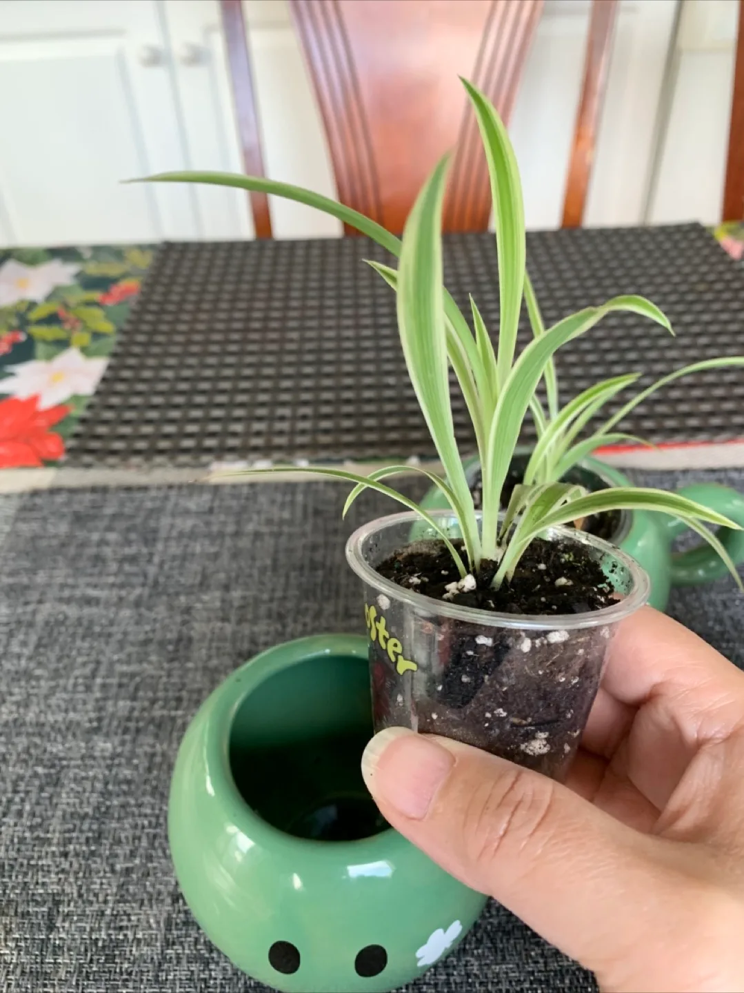 Spider Plant Set in Happy Face mug (Non-toxic) image indicator(6)