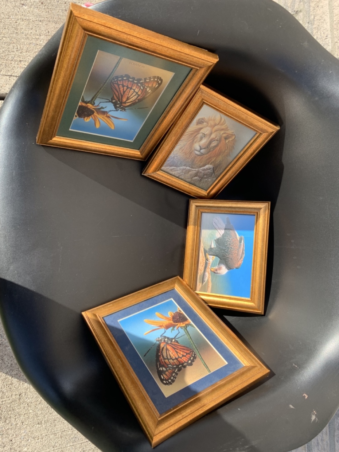 Set of 4 Framed Prints - Nature & Wildlife