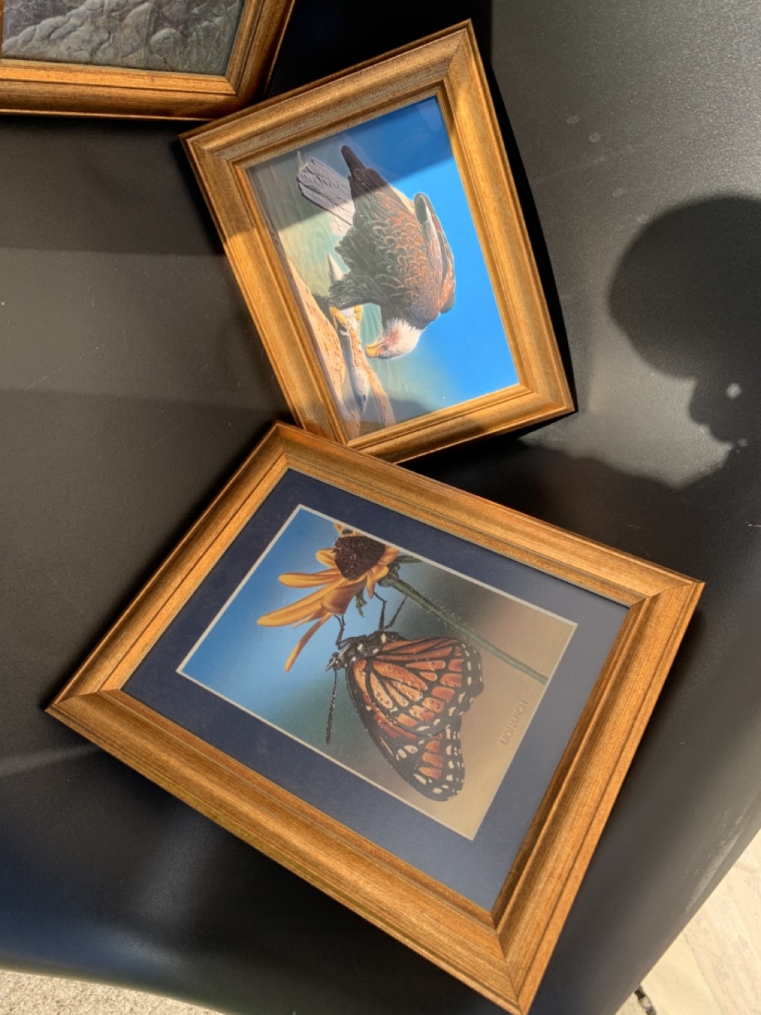 Set of 4 Framed Prints - Nature & Wildlife - photo 3