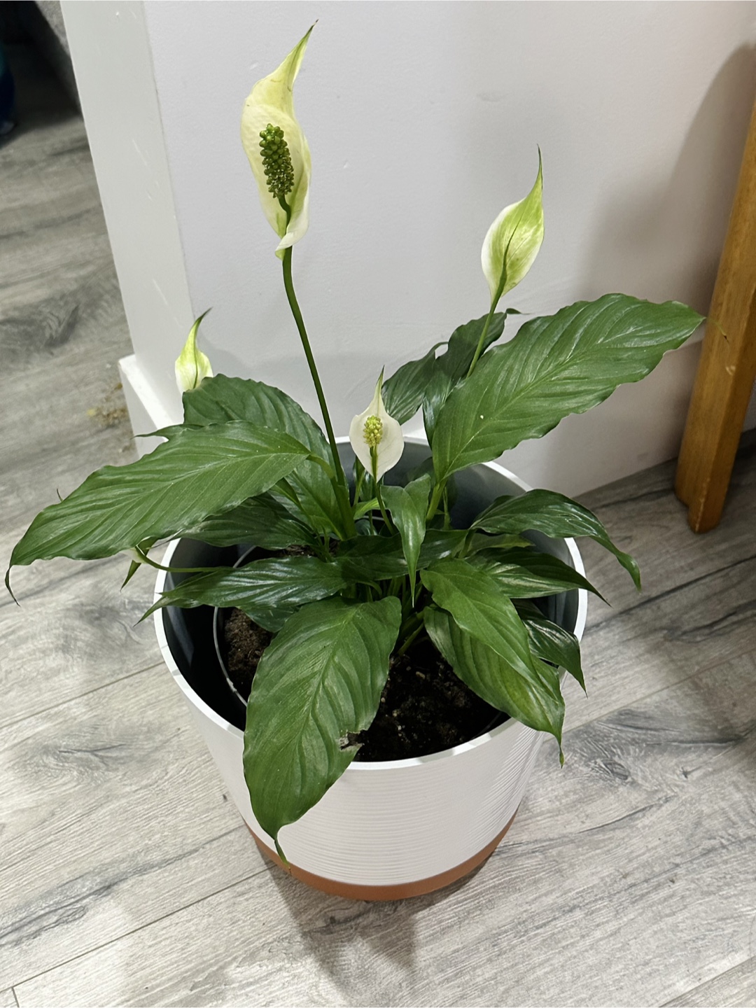 Peace Lily Plant comes with White Pot