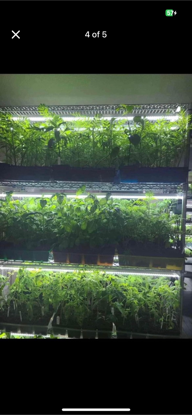 New LED growing lights 48 inches (4 foot)  near Chinook Mall - photo 4
